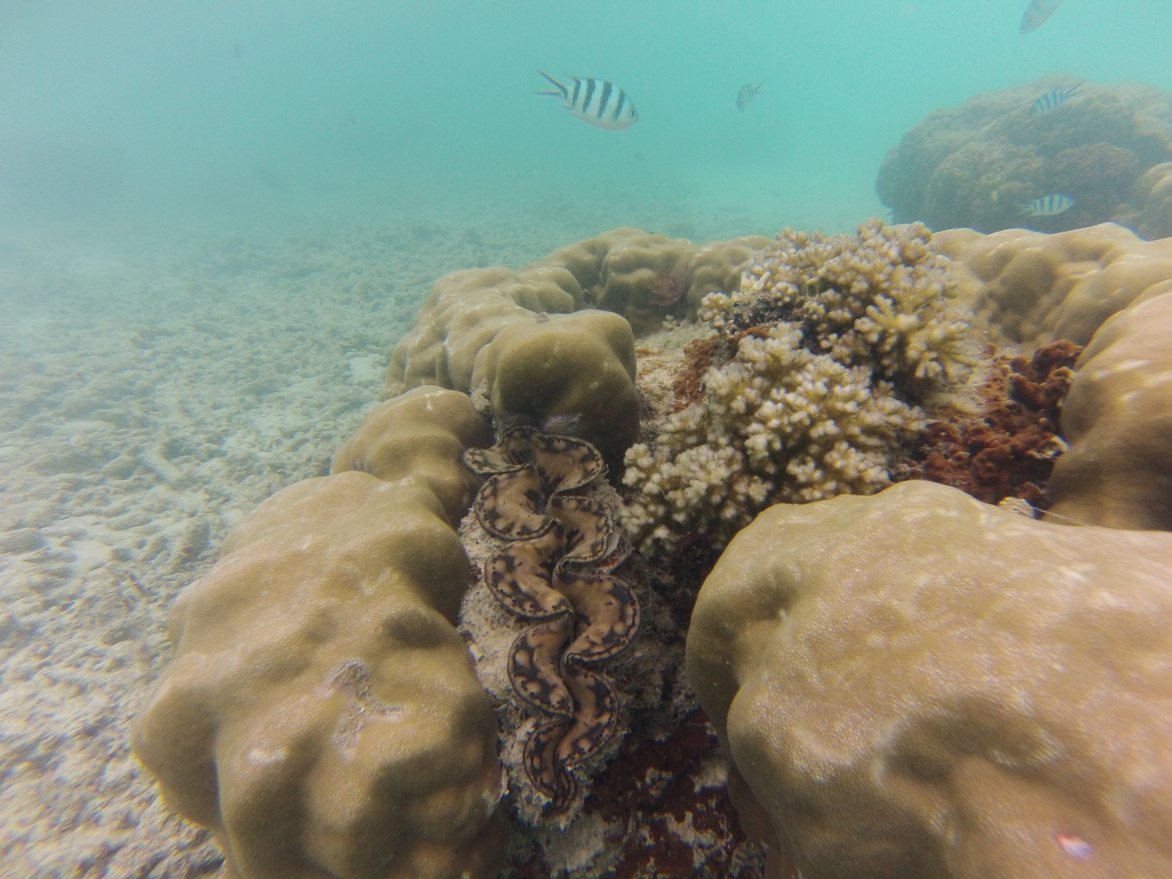 Corail, Perhentian, Malaisie