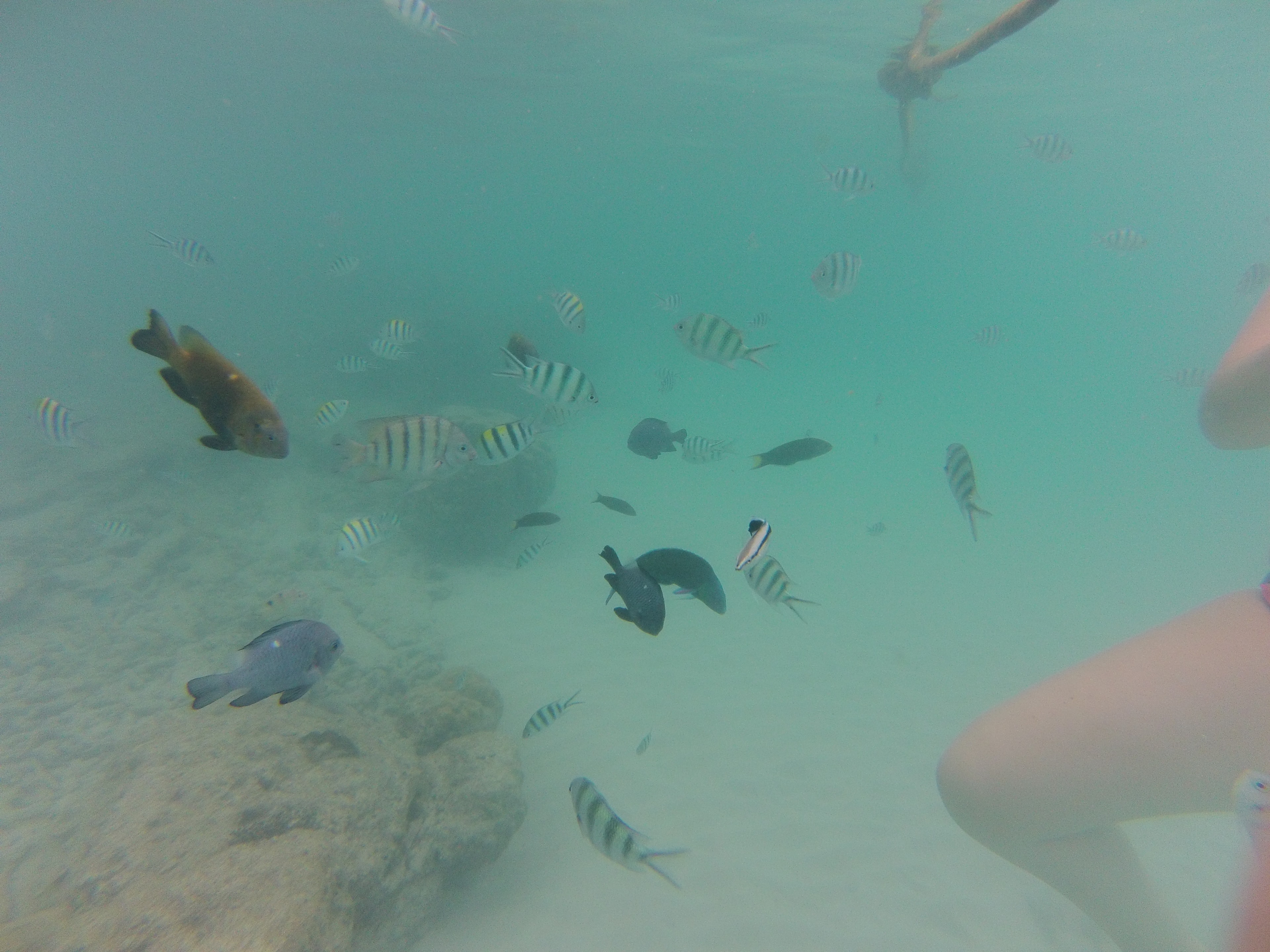 Poissons, Perhentian, Malaisie