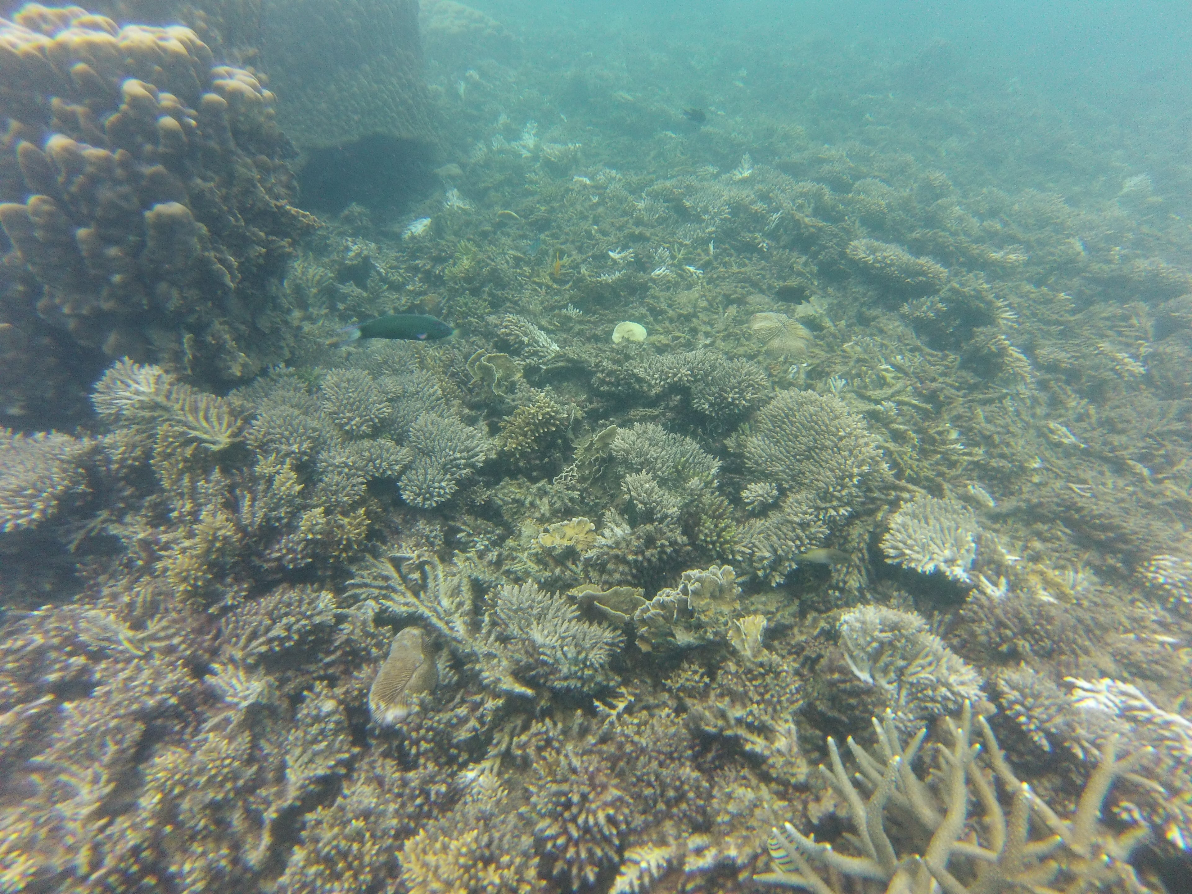 Coraux, Perhentian, Malaisie