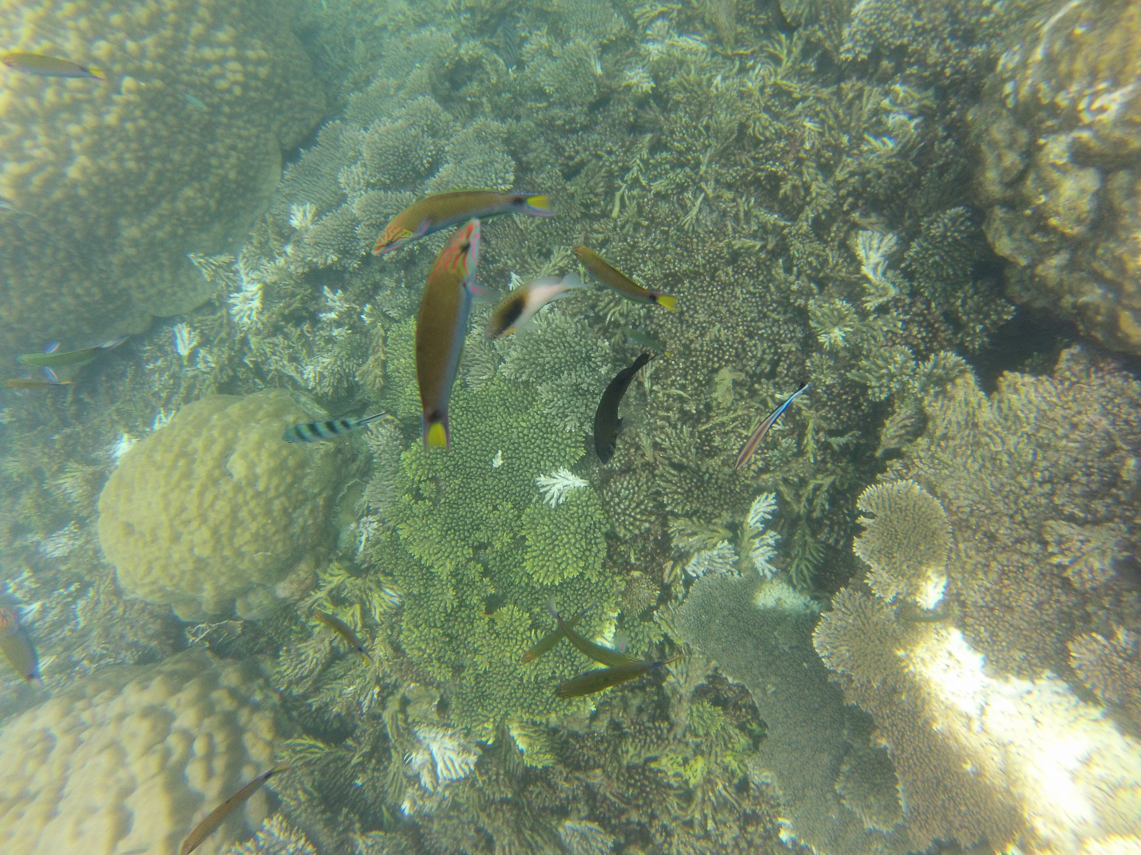 Plongée, Perhentian, Malaisie