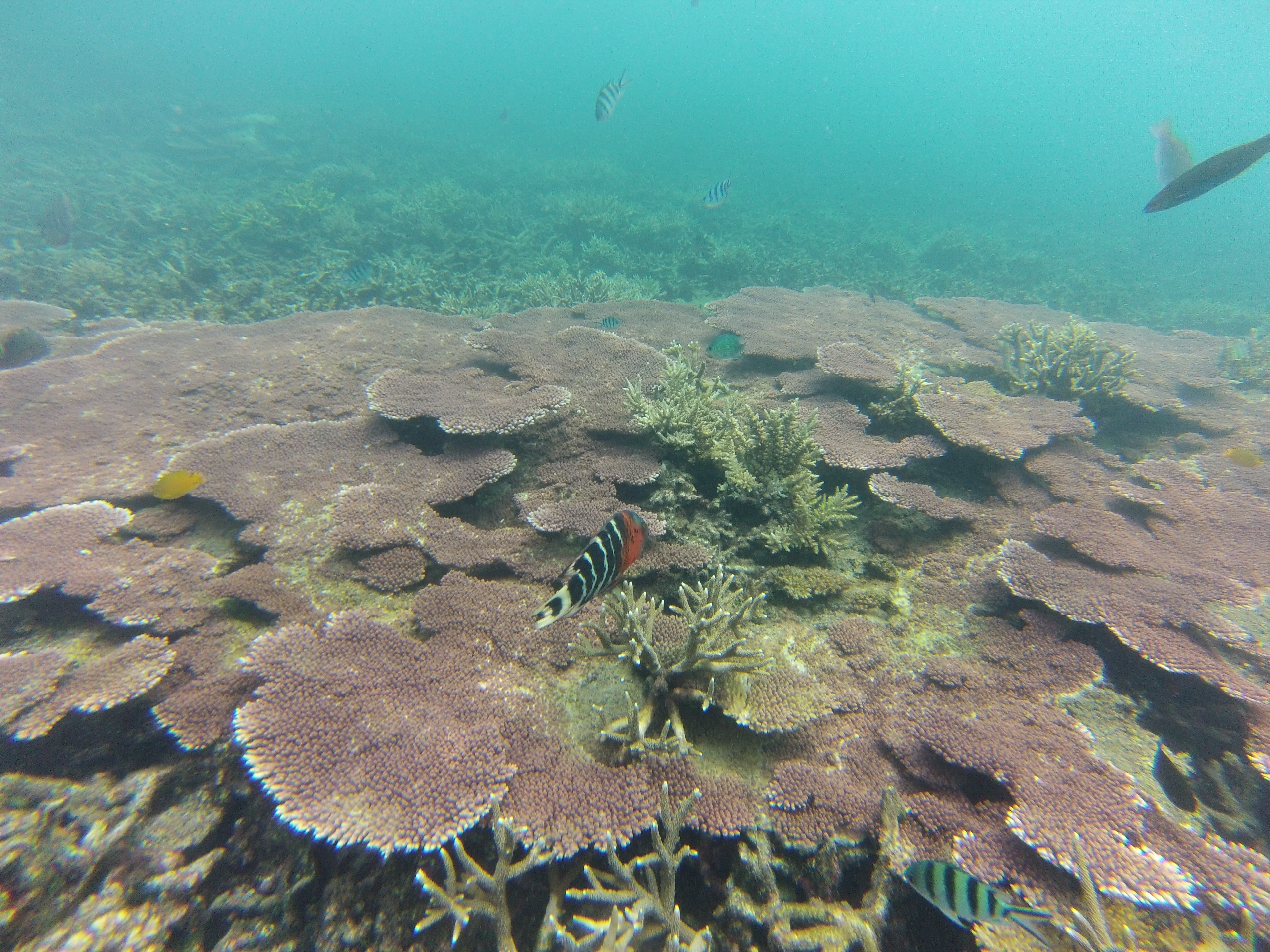 Fonds marins, Perhentian, Malaisie