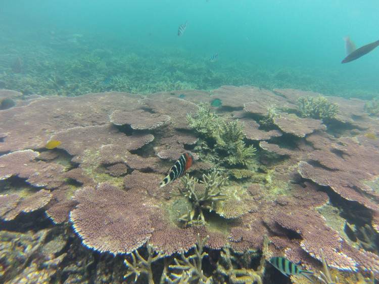 Fonds marins, Perhentian, Malaisie