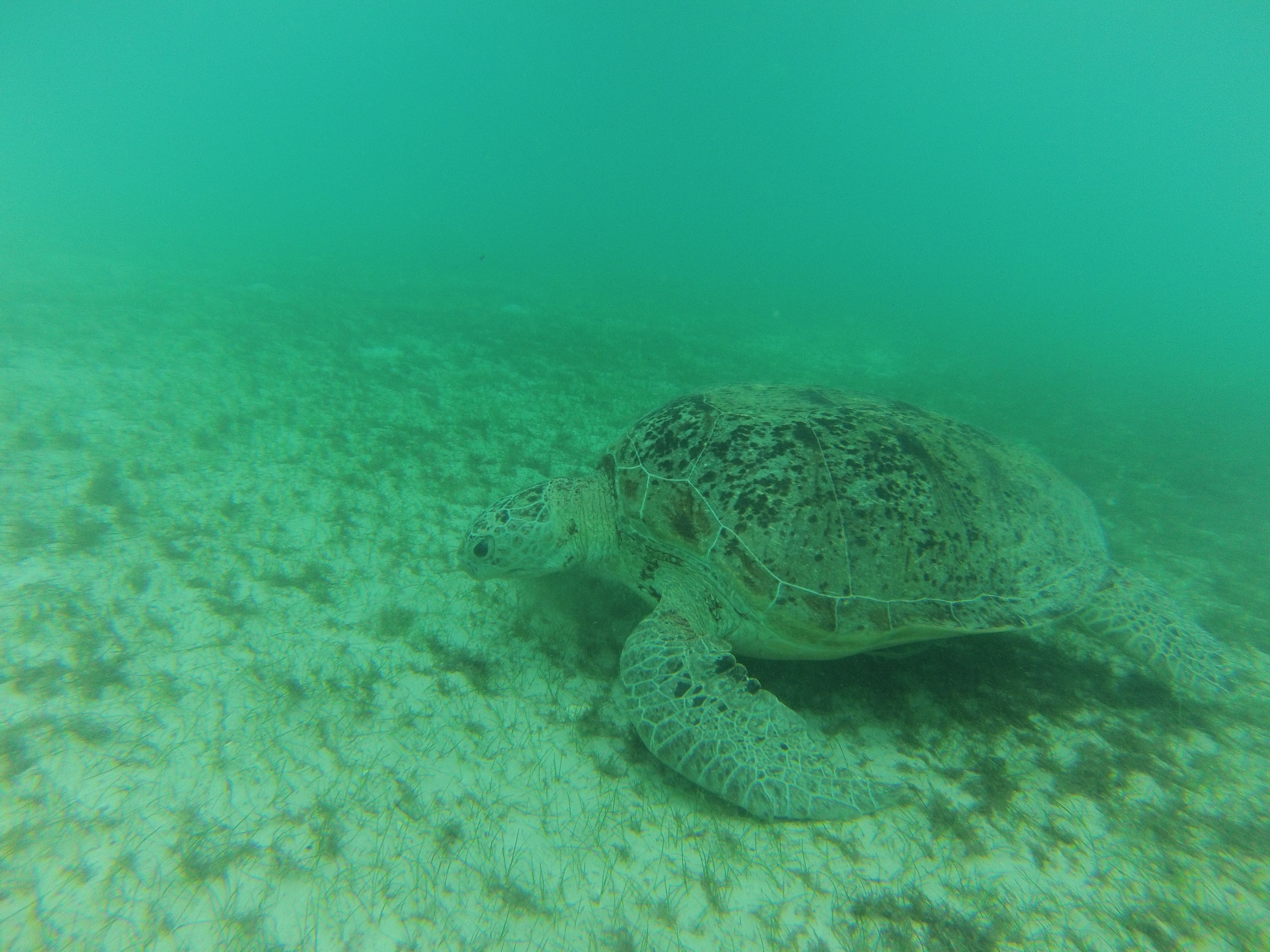 Tortue, Perhentian, Malaisie