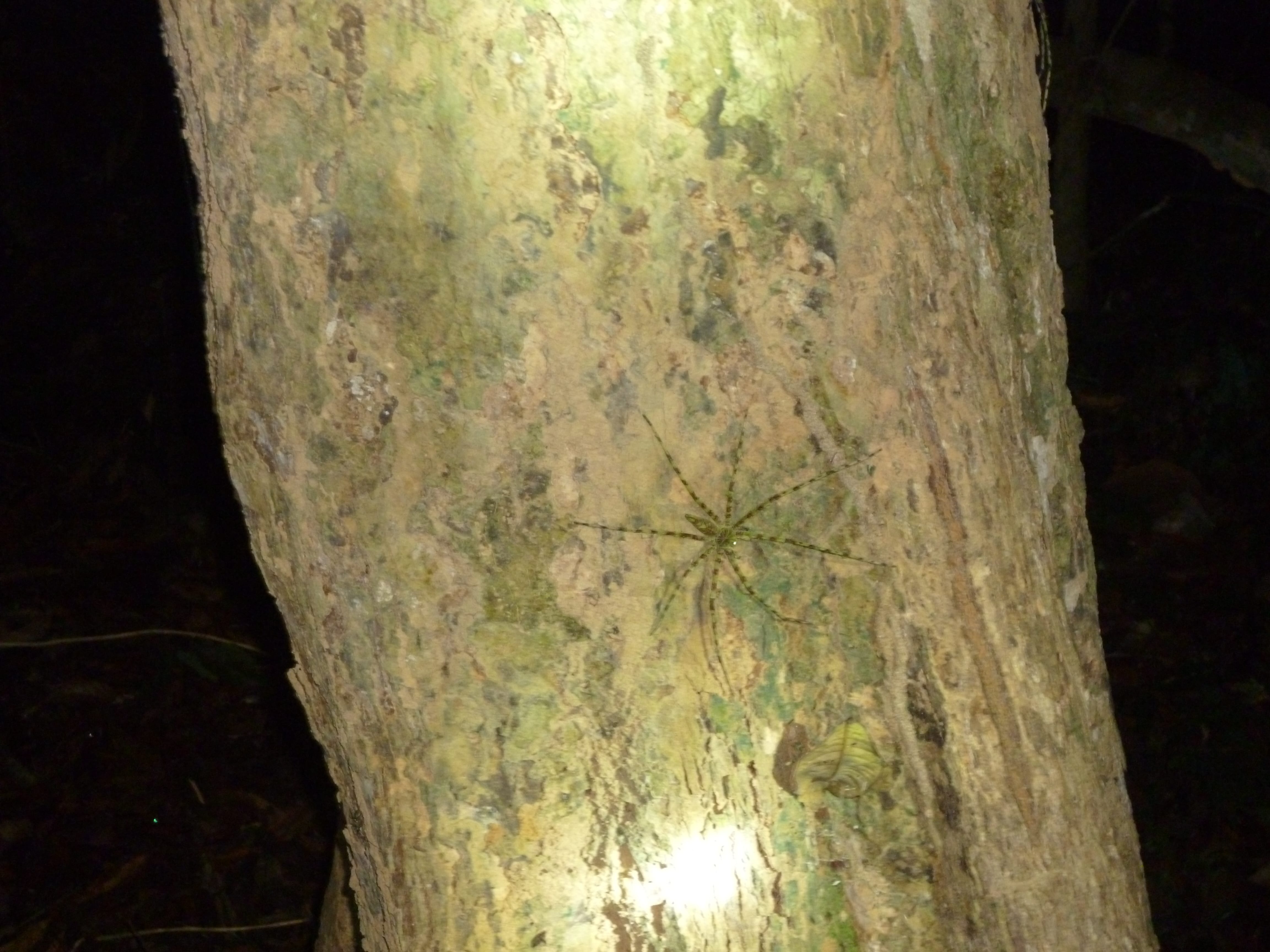 Araignée, Taman Negara, Malaisie