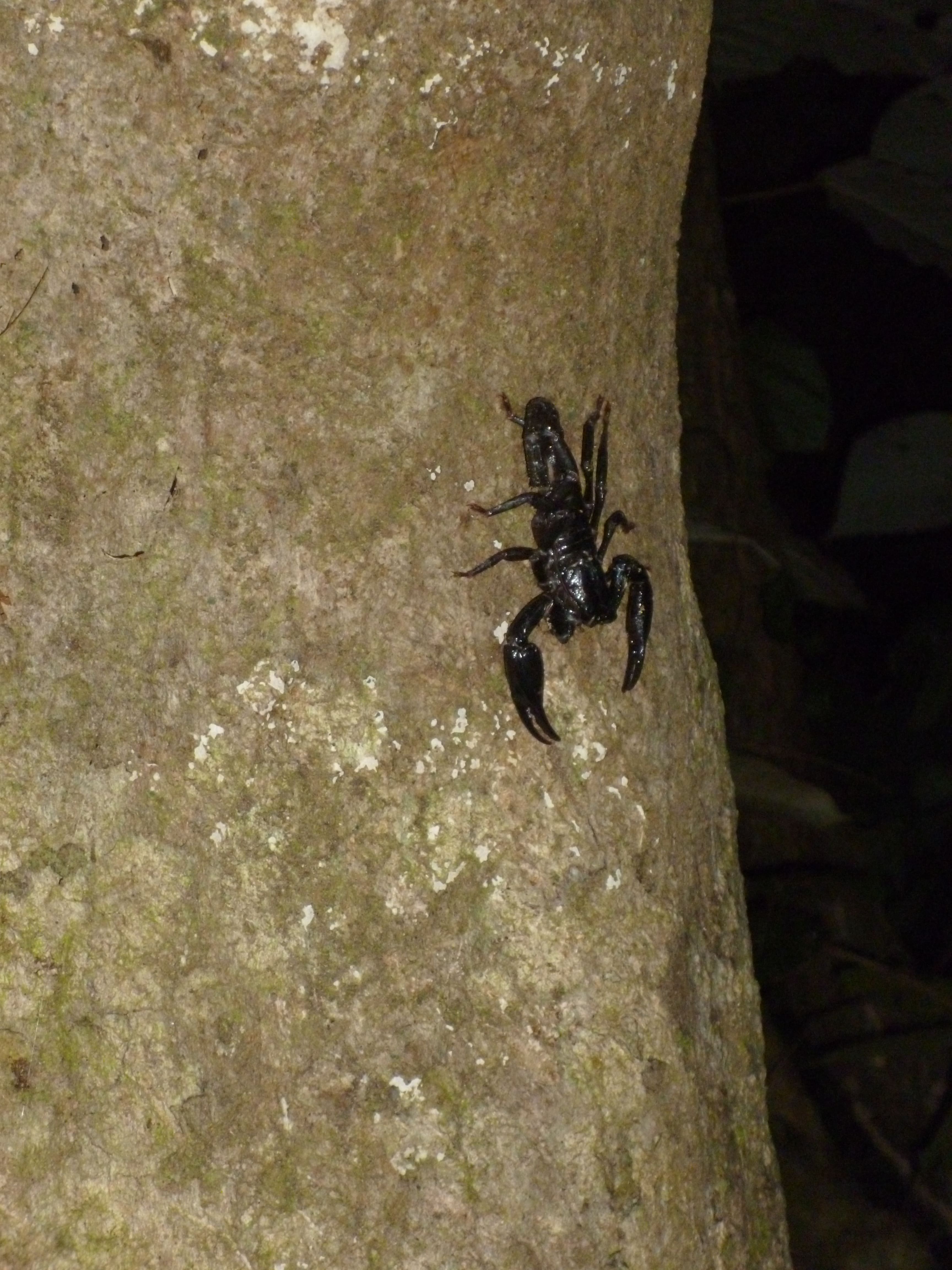 Scorpion, Taman Negara, Malaisie