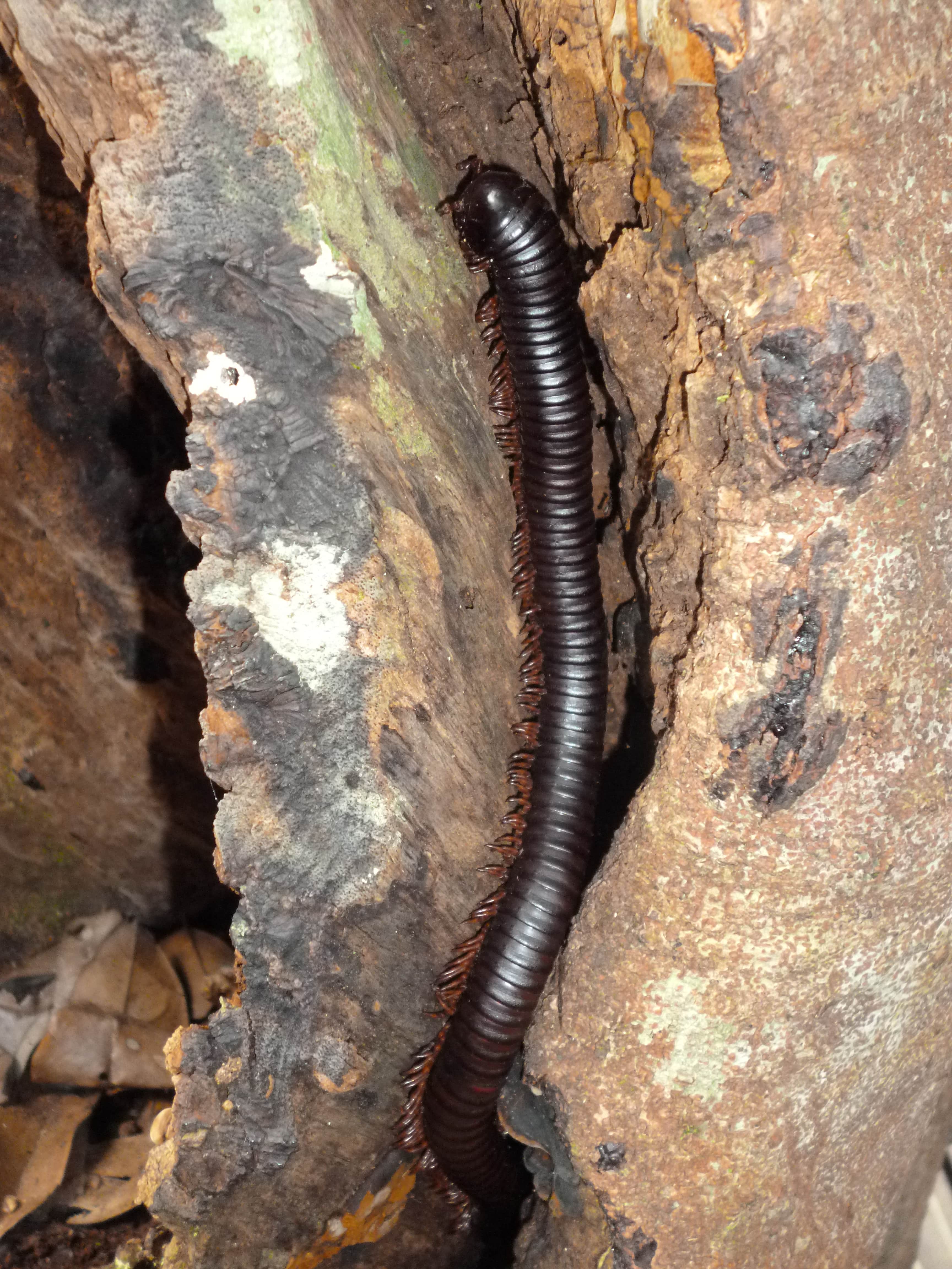 Mille pattes, Taman Negara, Malaisie