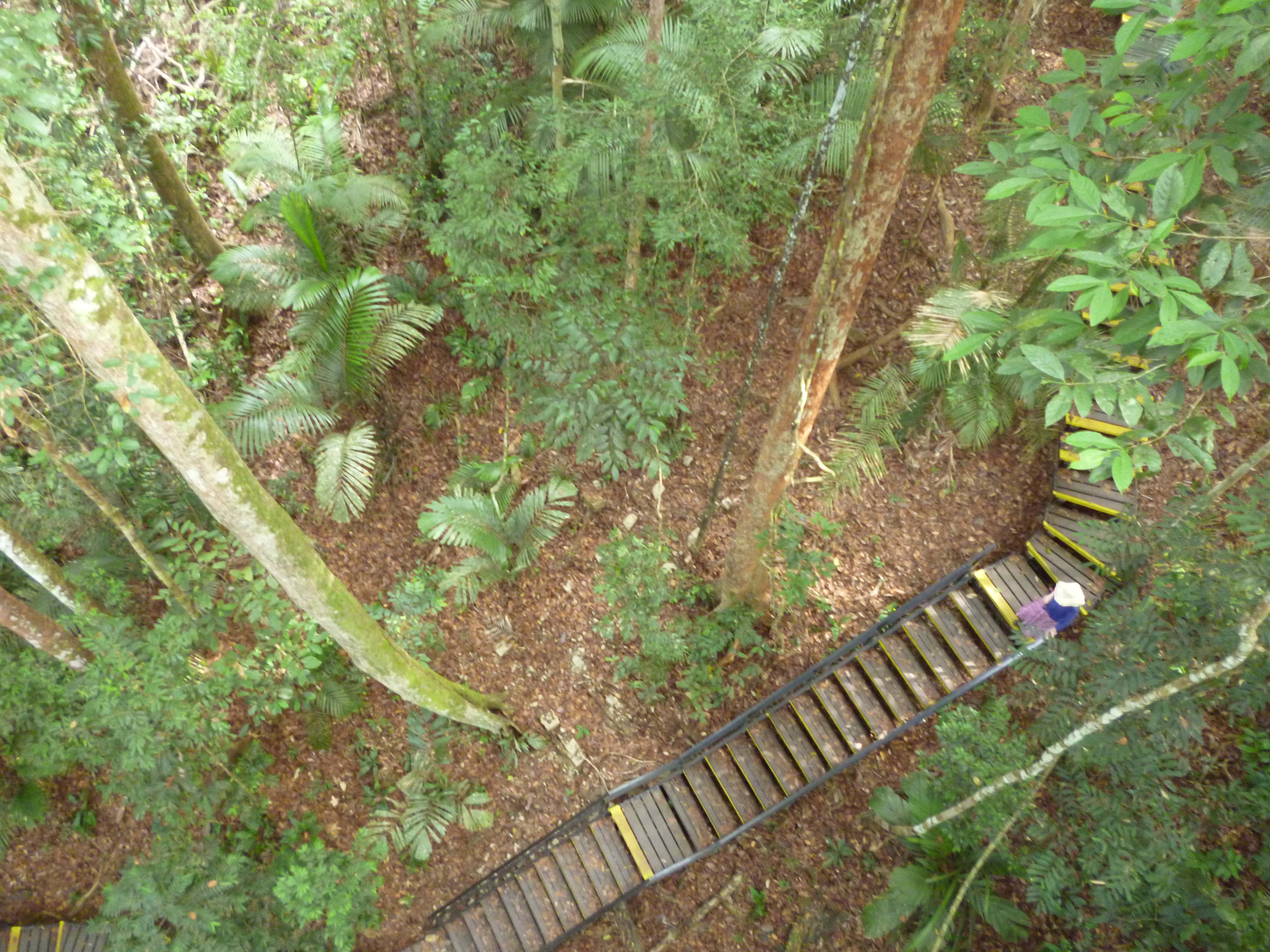 Canopée, Taman Negara, Malaisie