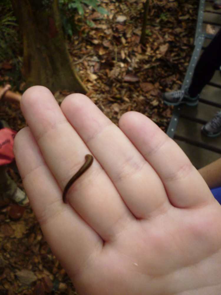 Sangsue, Taman Negara, Malaisie