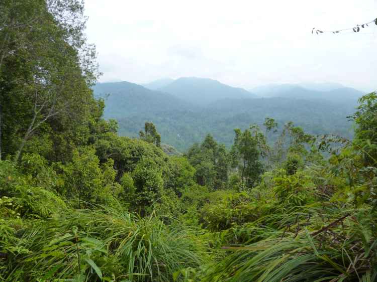 Taman Negara National Park, Malaysia