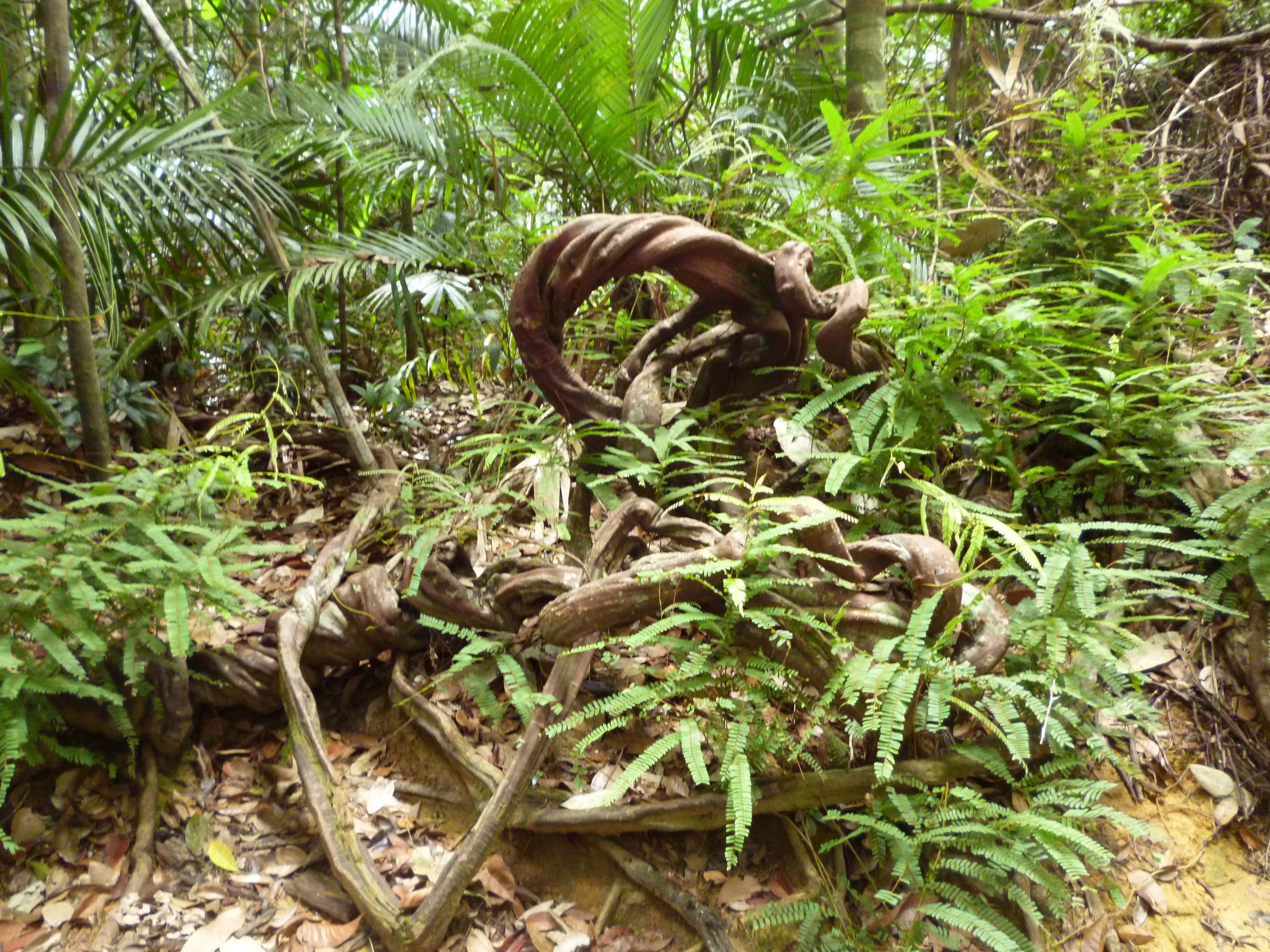 Végétation, Taman Negara, Malaisie
