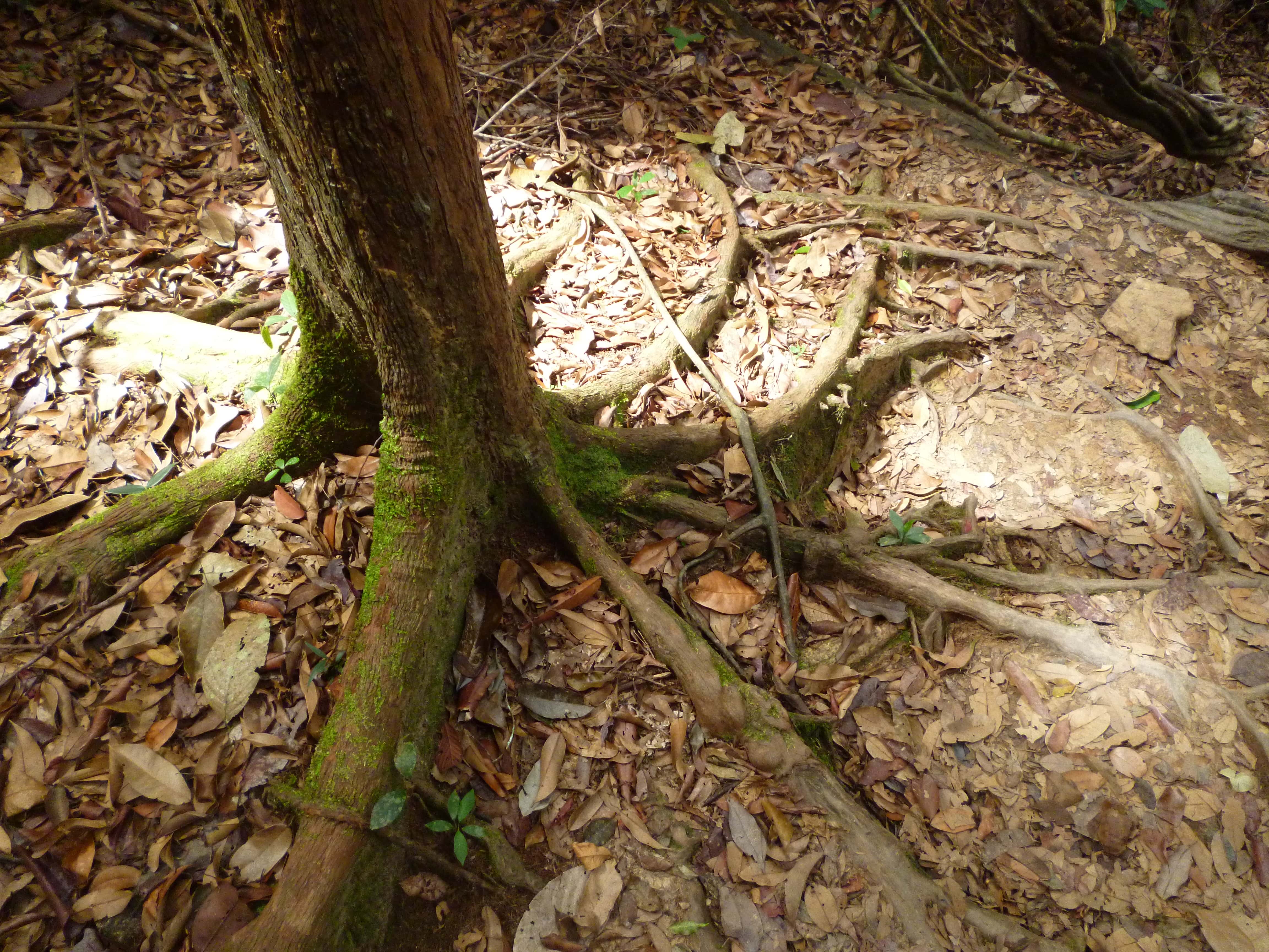 Arbre, Taman Negara, Malaisie