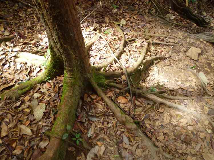 Arbre, Taman Negara, Malaisie