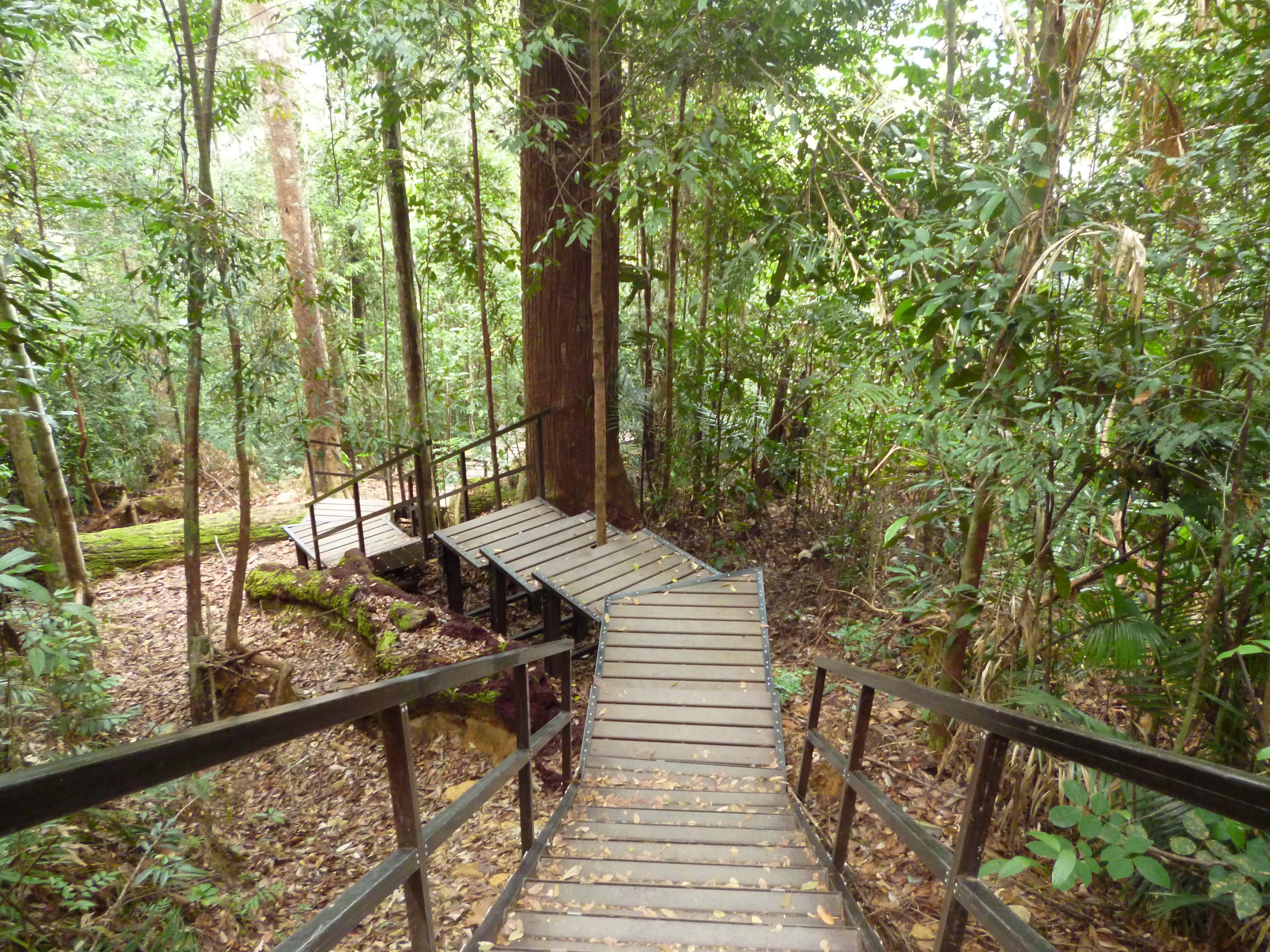 Forêt, Taman Negara, Malaisie