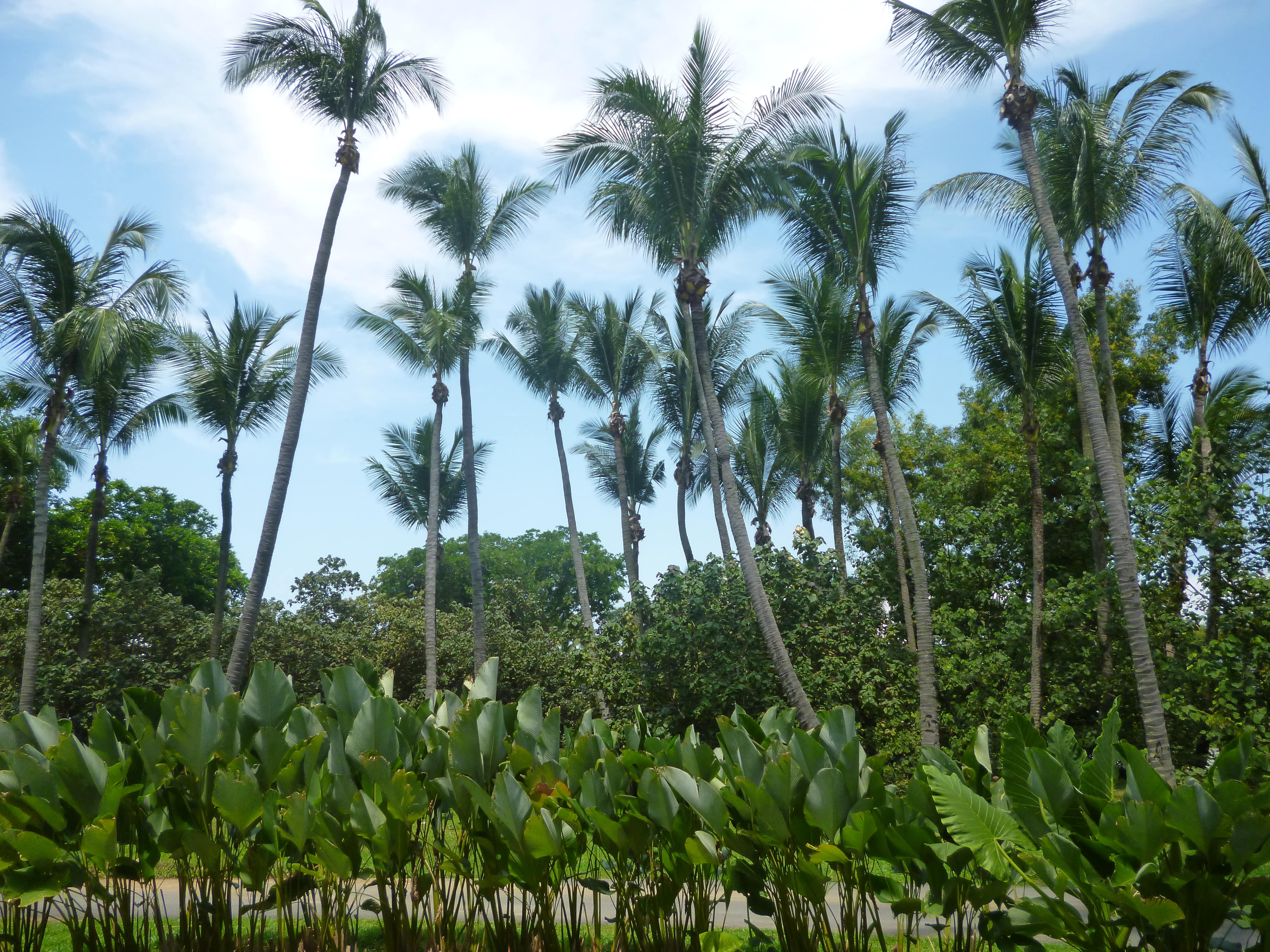 Palmiers, Sentosa, Singapour