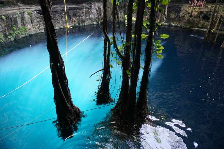Racines géantes dans le Cenote Oxman, Valladolid, Mexique