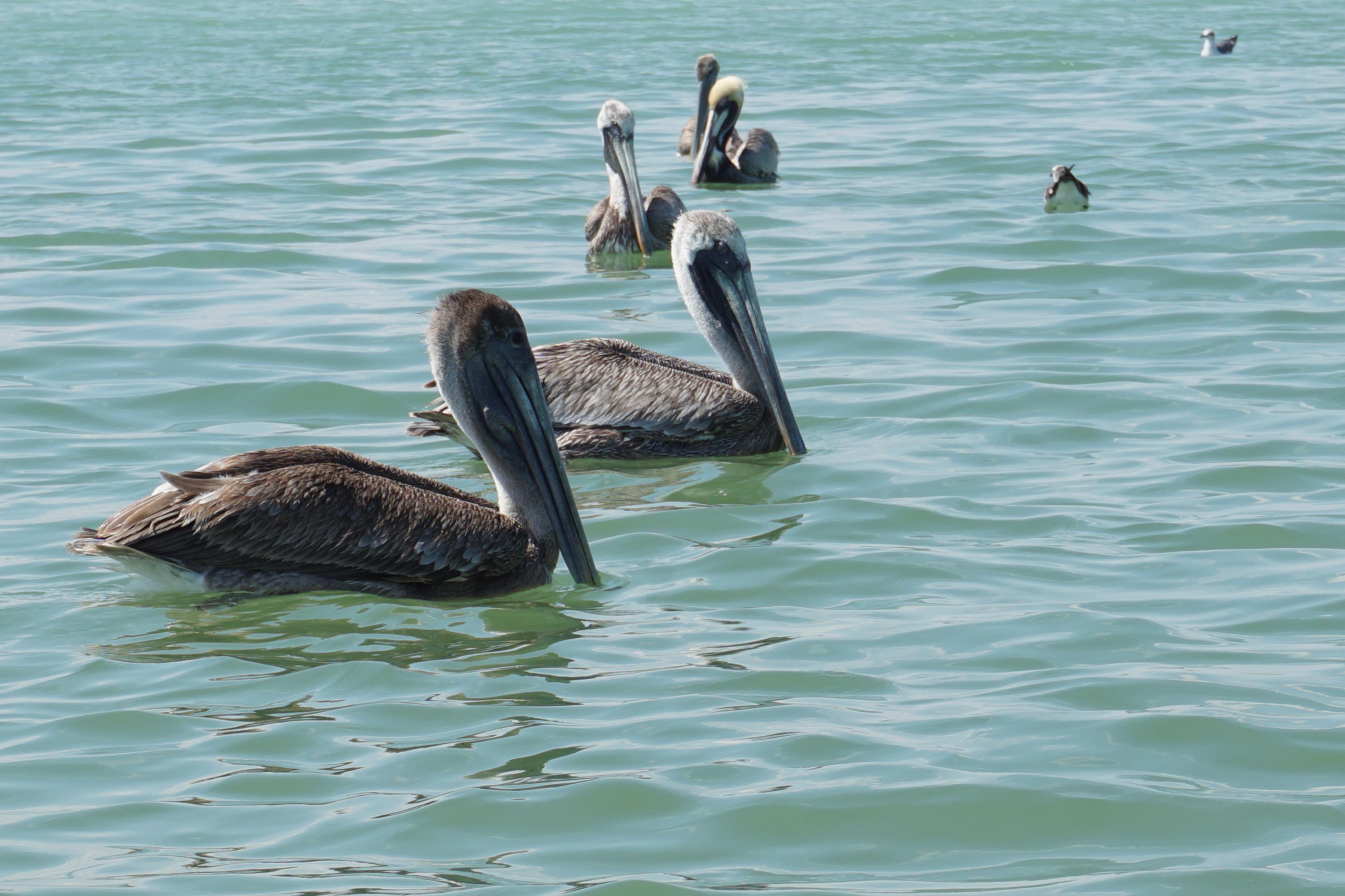 Pélicans, Rio Lagartos, Mexique