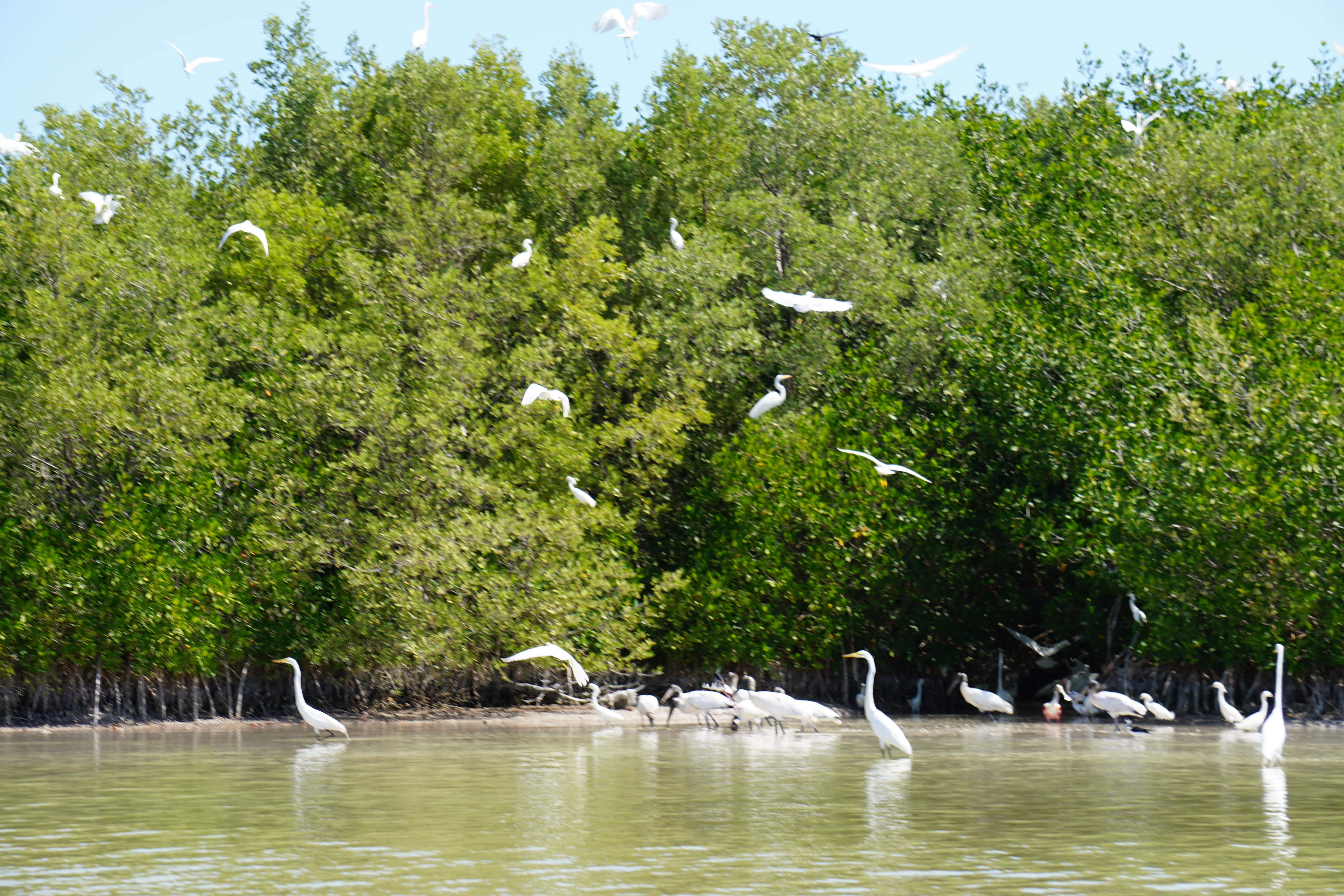 Oiseaux, Rio Lagartos, Mexique