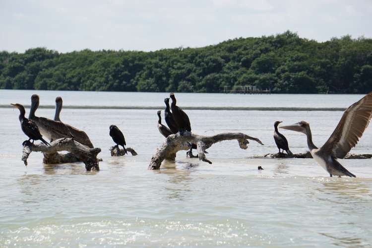 Pélicans et cormorans, Rio Lagartos, Mexique