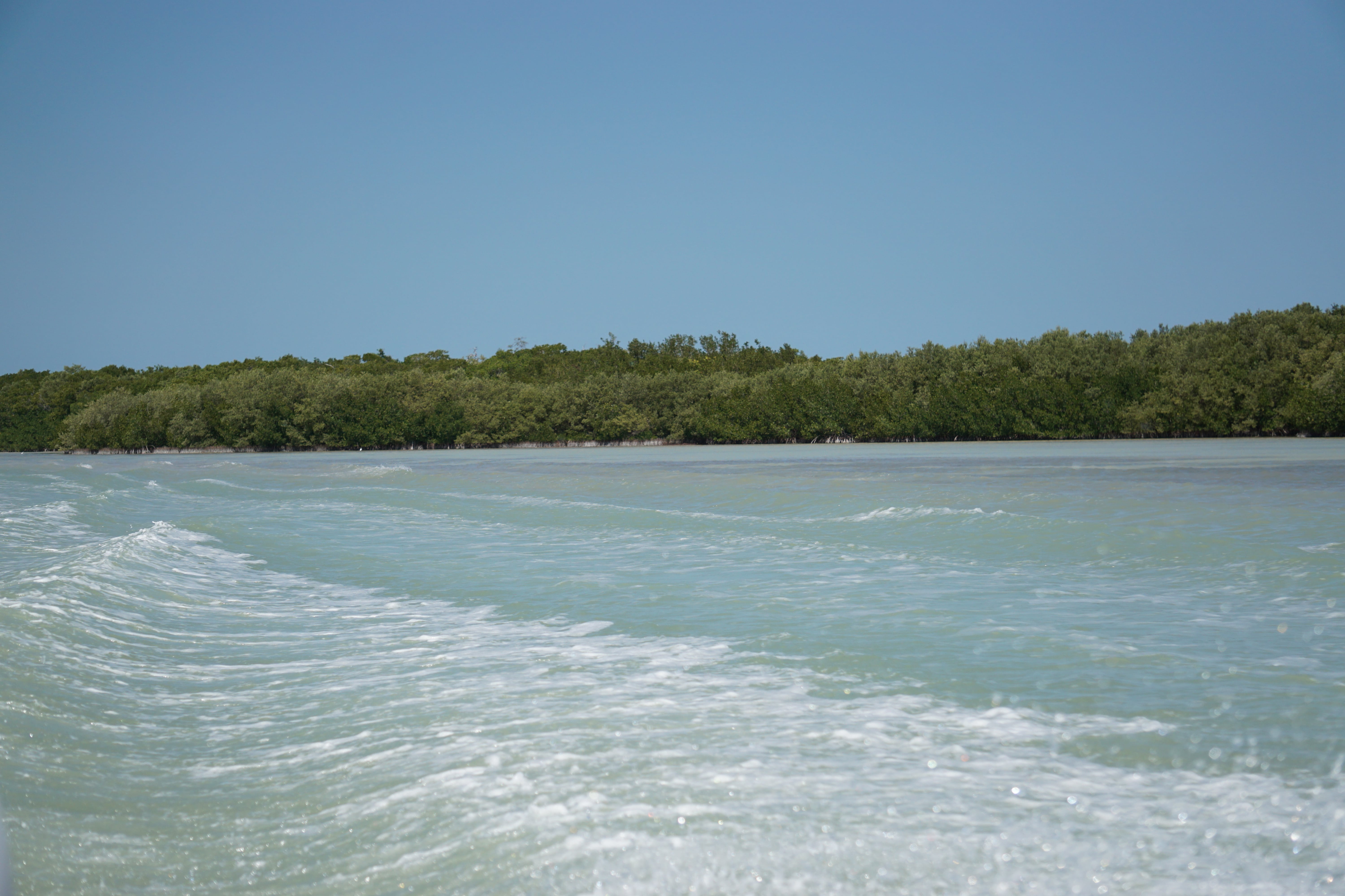 Excursion en bateau, Rio Lagartos, Mexique
