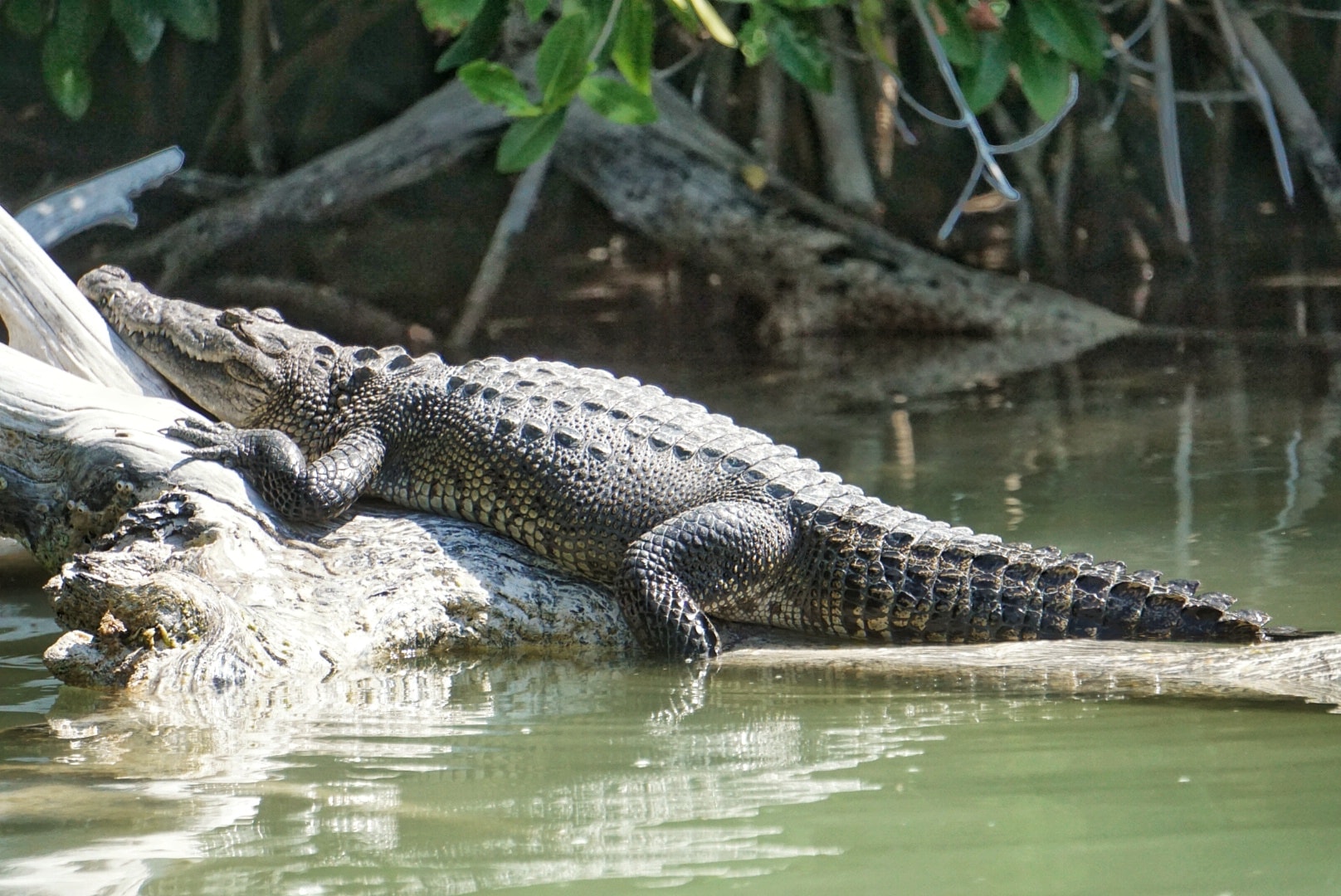 Crocodile, Rio Lagartos, Mexique