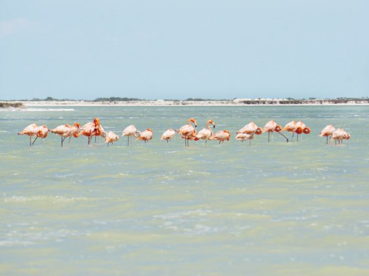 Flamants roses, Rio Lagartos, Mexique