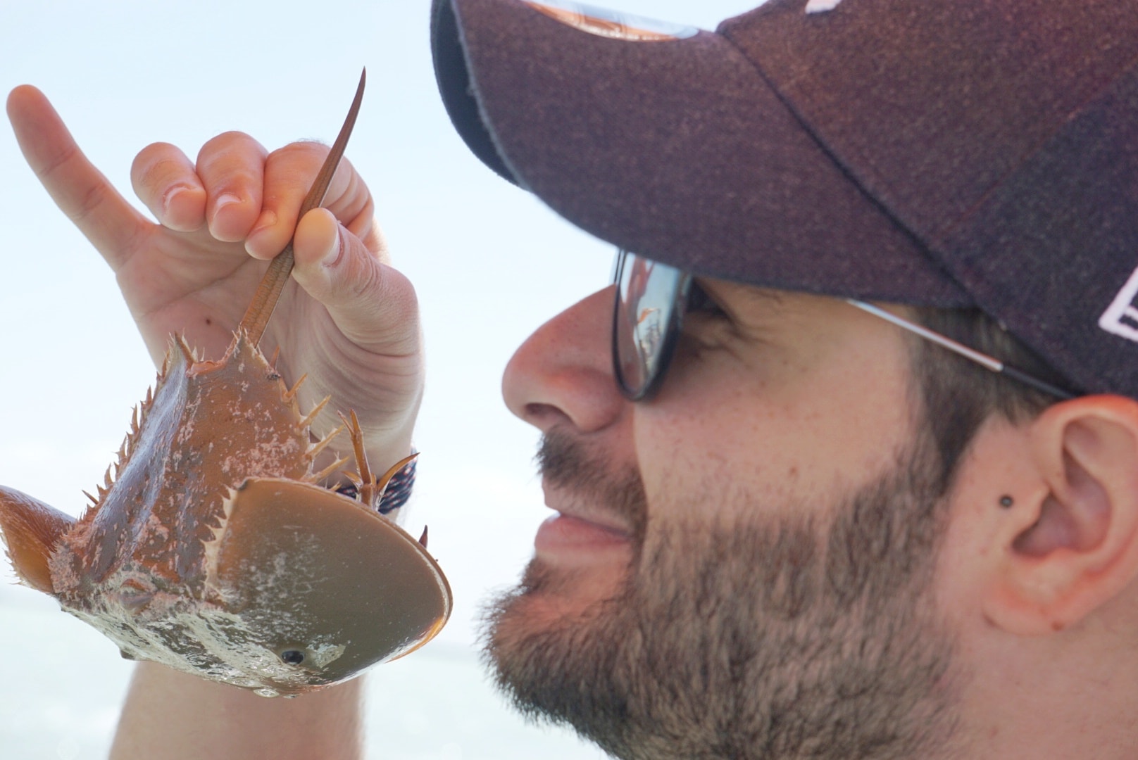 Horseshoe crab, Rio Lagartos, Mexique