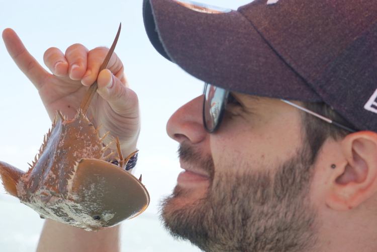 Horseshoe crab, Rio Lagartos, Mexique