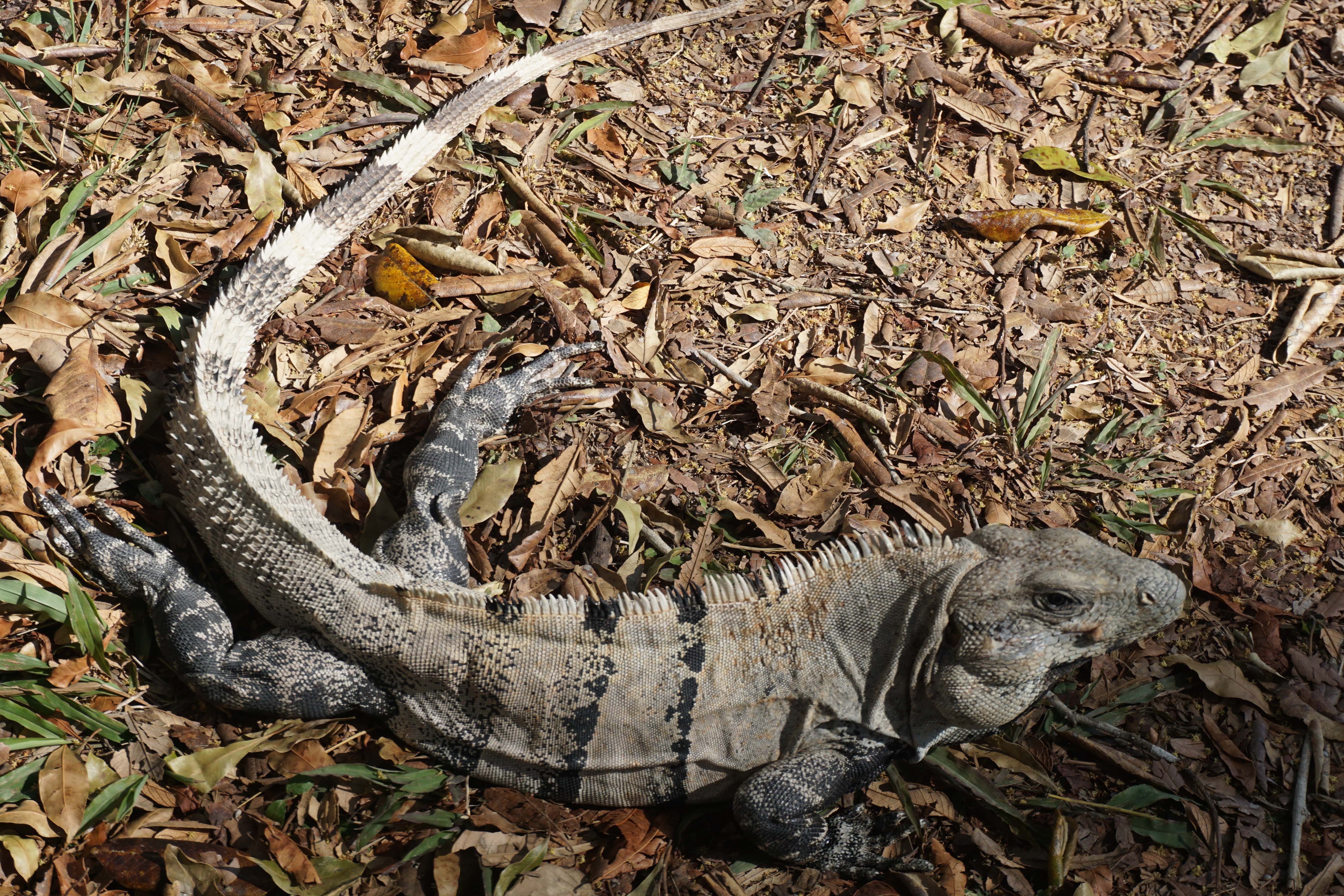 Iguane, Chichen Itza, Mexique