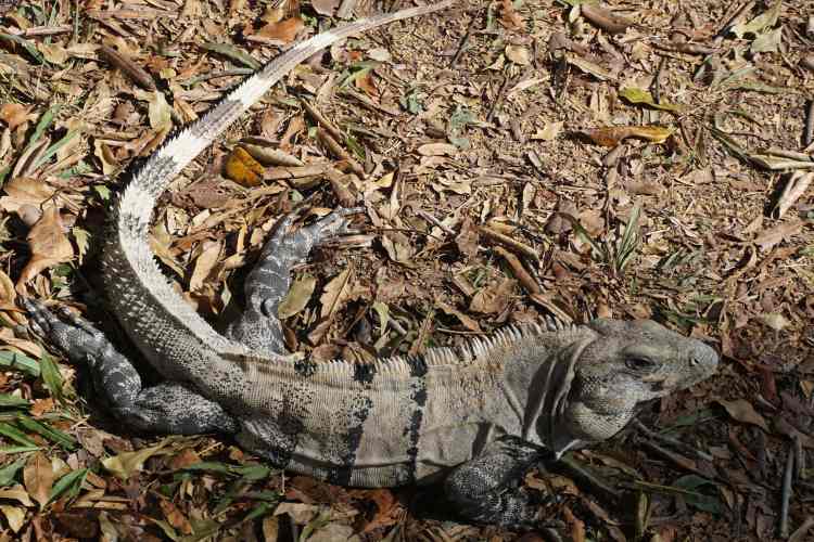 Iguane, Chichen Itza, Mexique