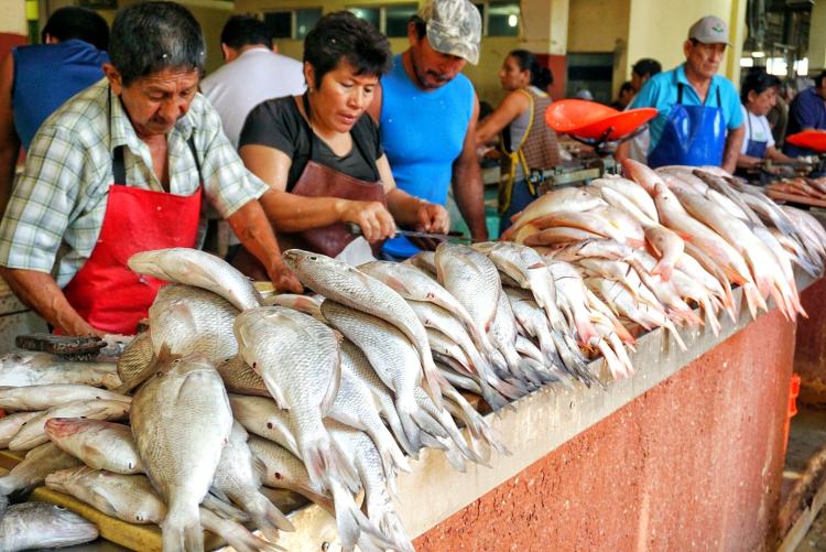 Poissons frais, marché de Campeche, Mexique