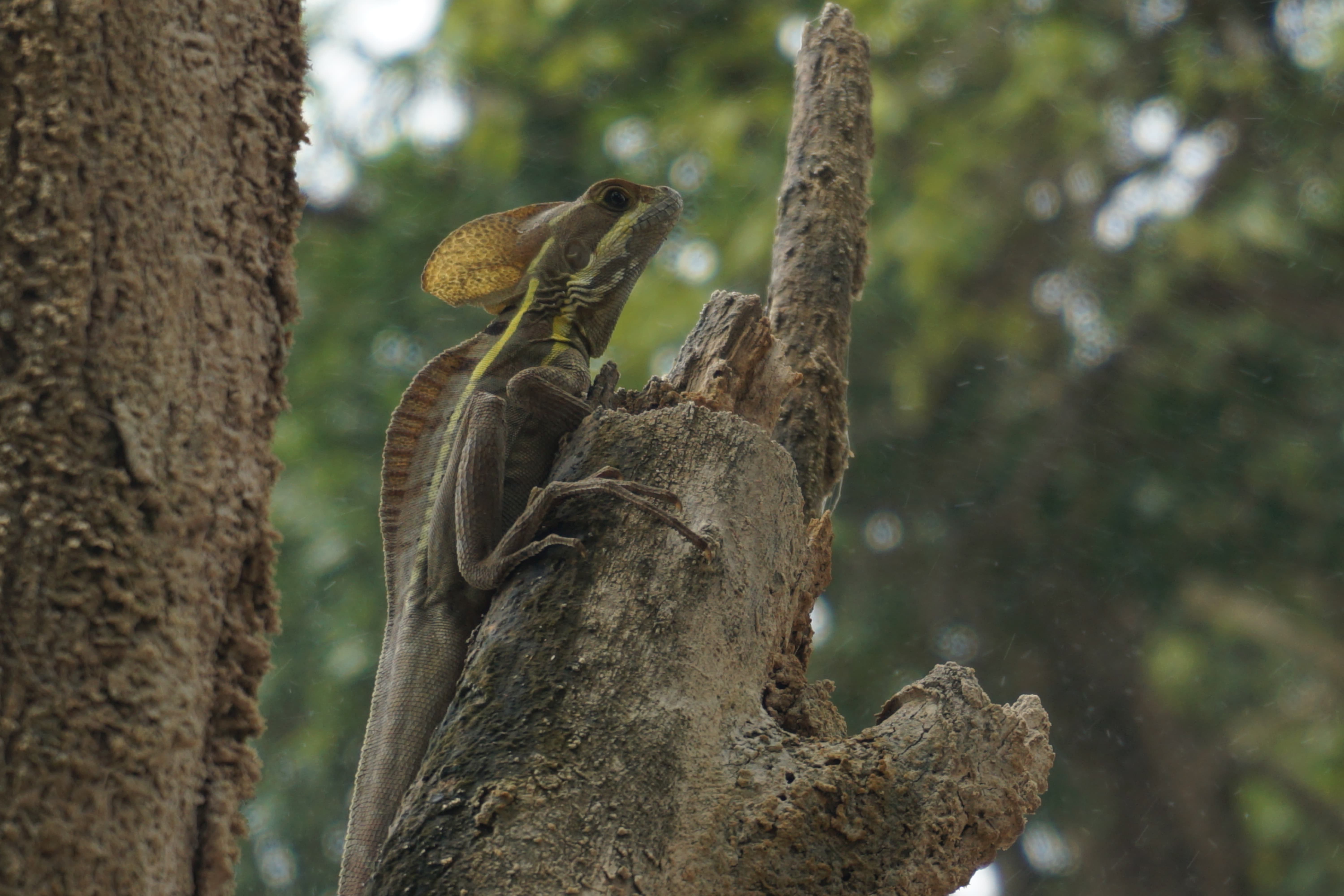 Lézard, Chiapas, Mexique
