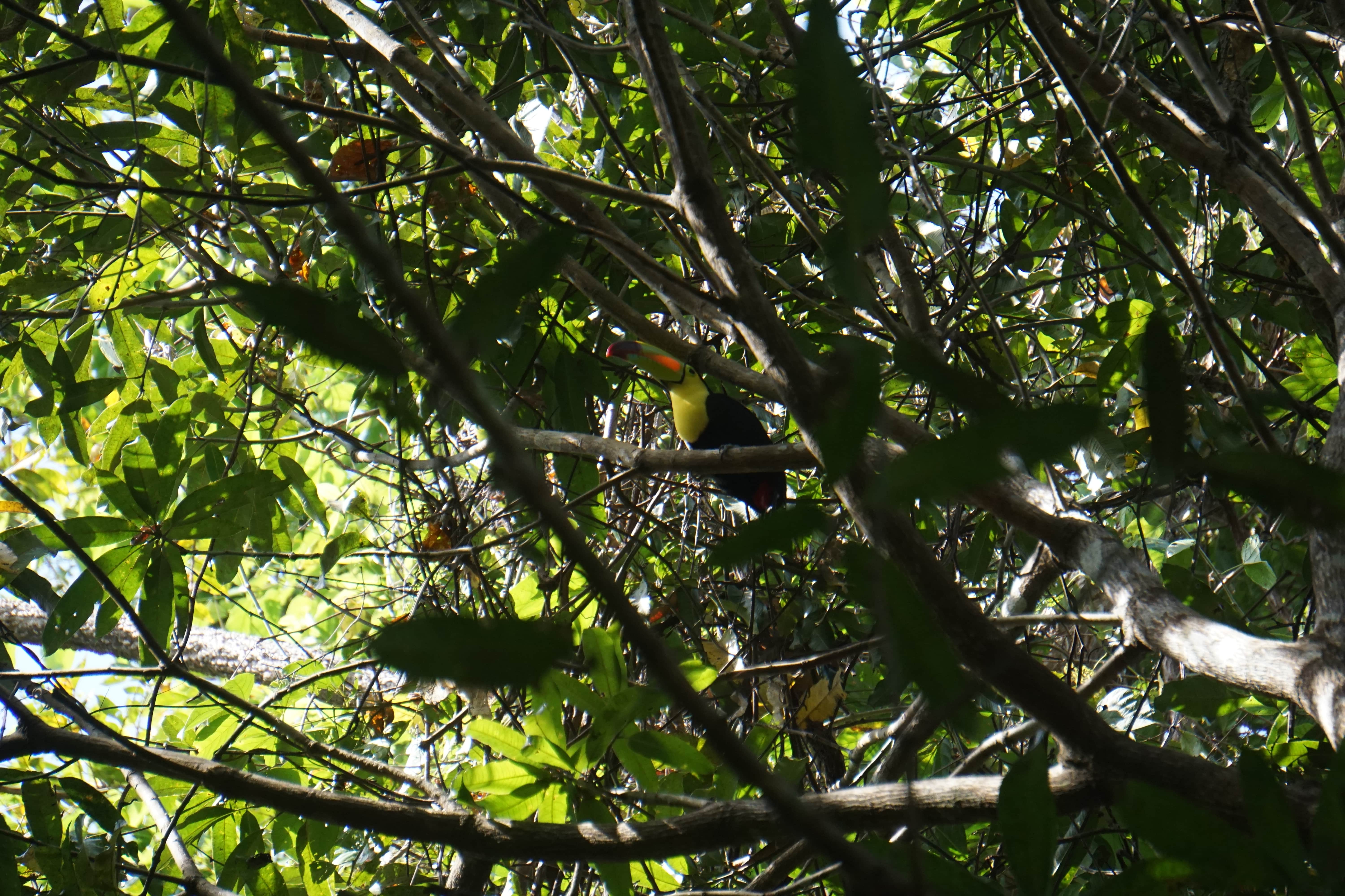 Toucan, Yaxchilan, Mexique