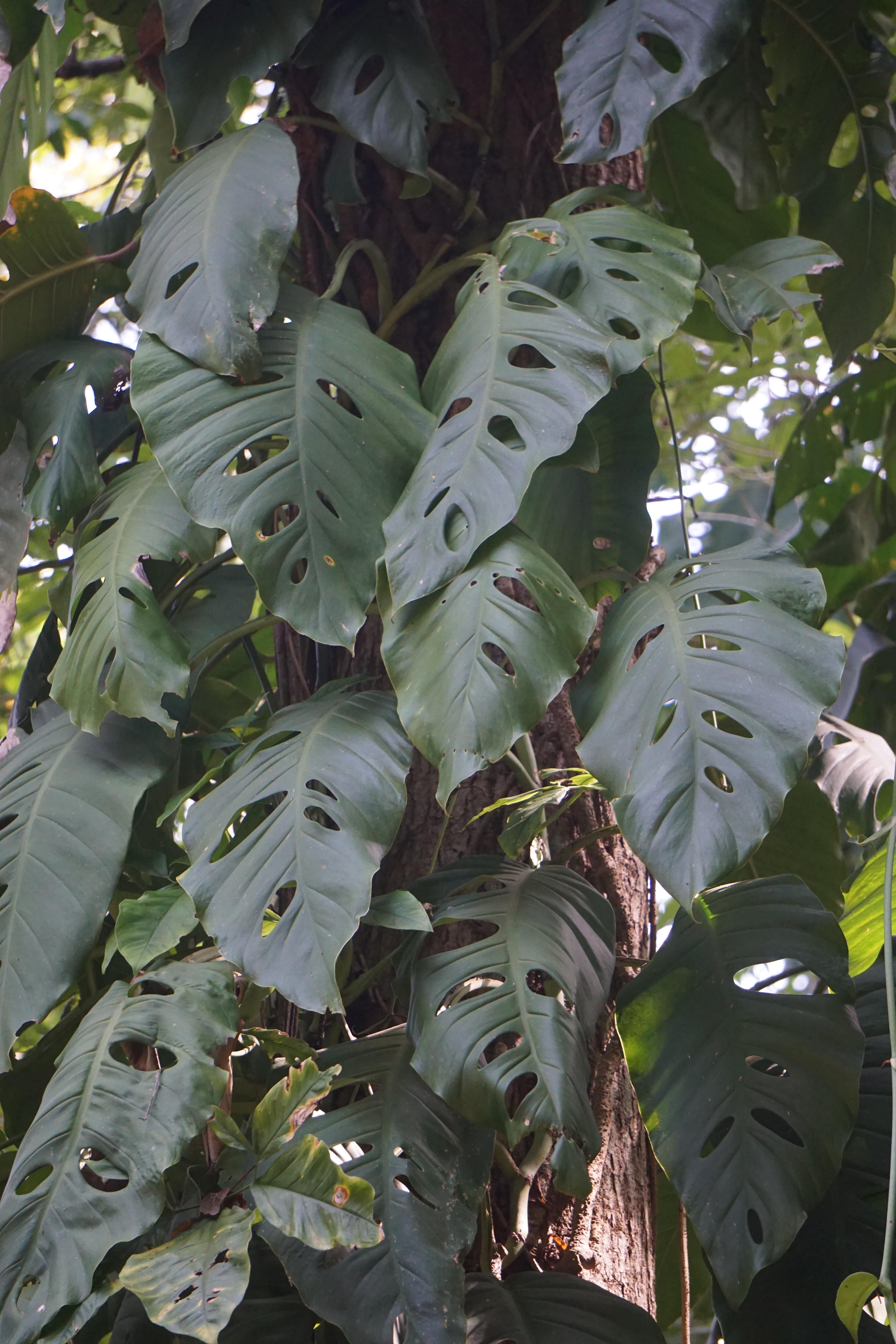 Feuilles, Yaxchilan, Mexique