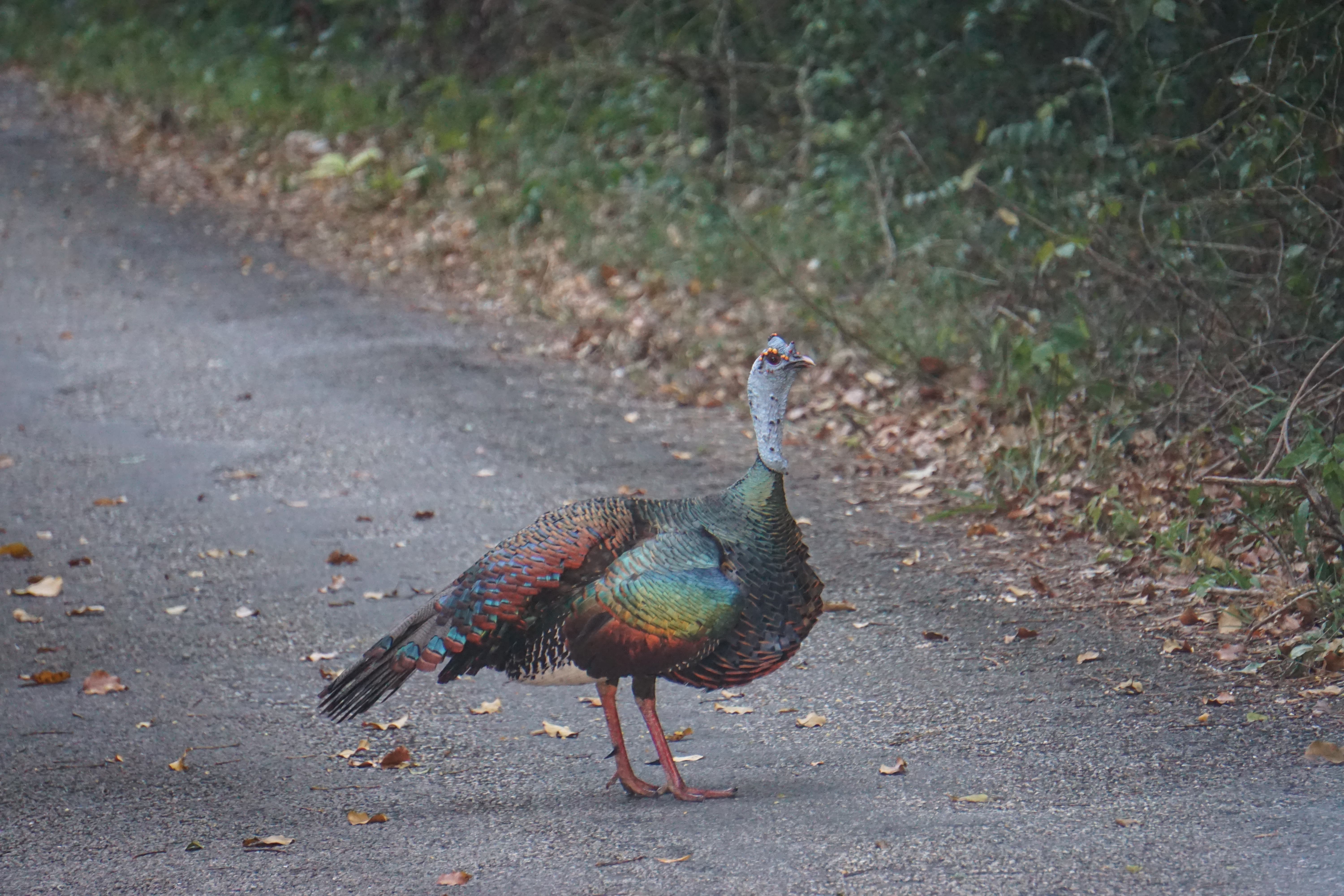 Pintade, Calakmul, Mexique