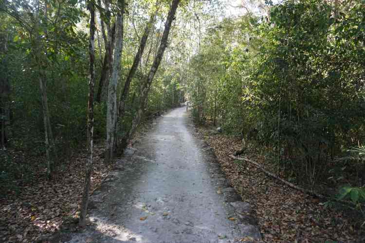Chemin, Calakmul, Mexique