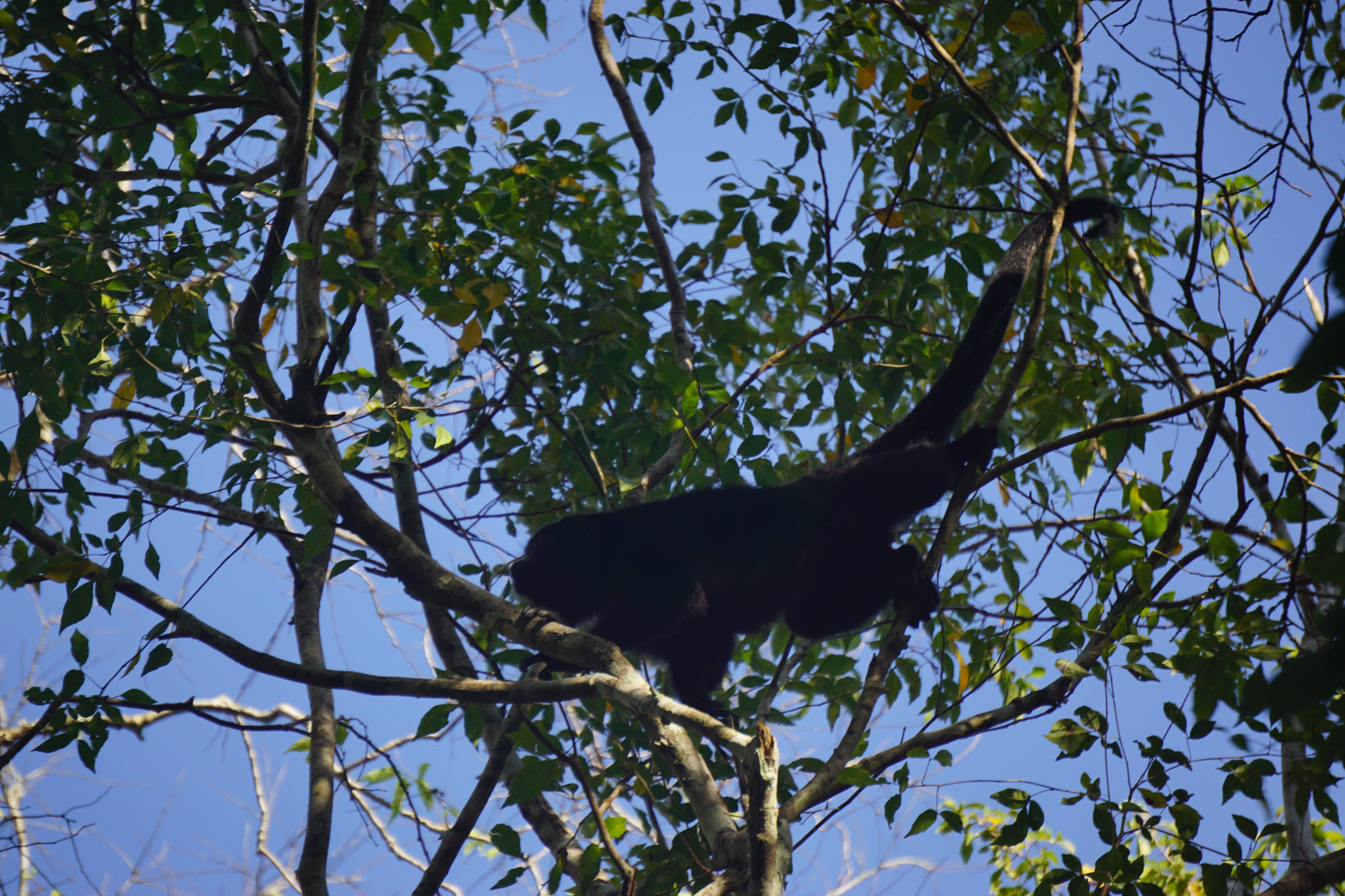Singe araignée, Calakmul, Mexique