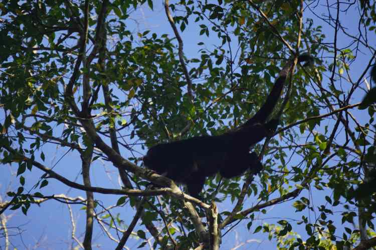 Singe araignée, Calakmul, Mexique