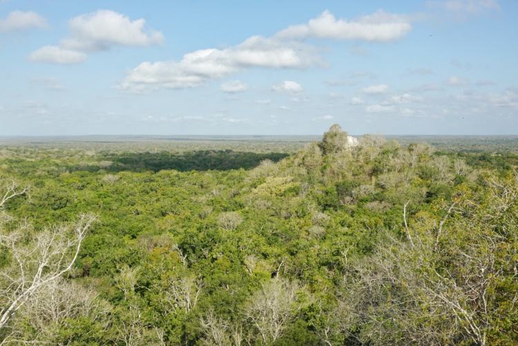 Visite du site archéologique de Calakmul, Mexique