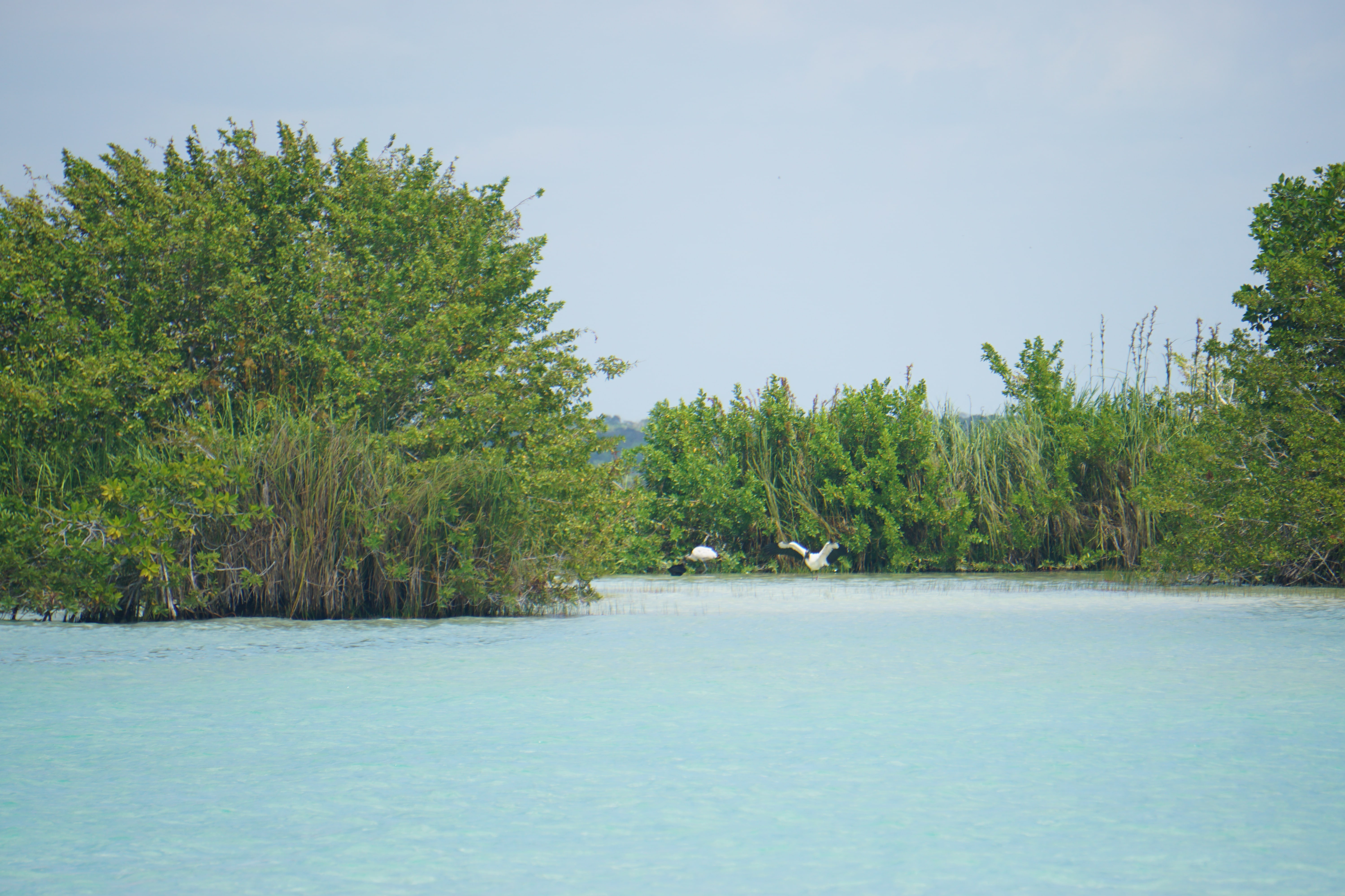 Oiseaux, Bacalar, Mexique