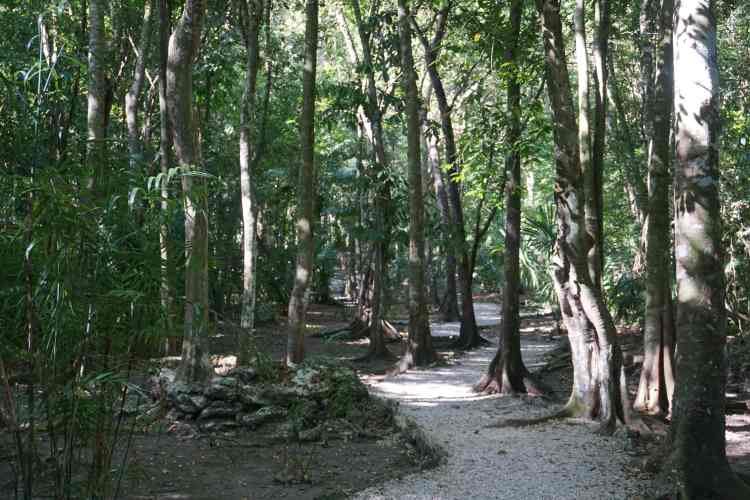Chemin de forêt, Muyil, Mexique