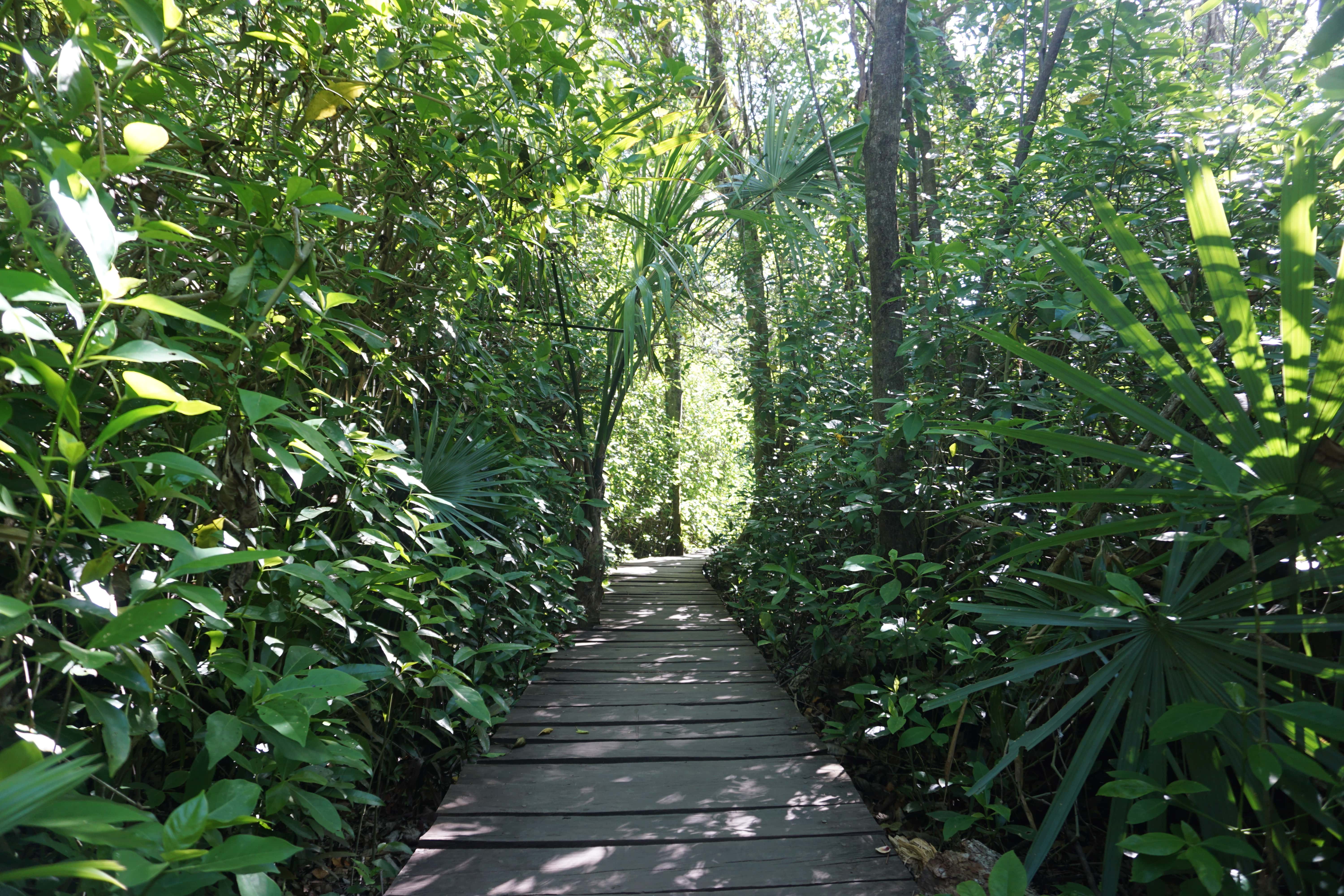 Chemin en bois, Sian Ka'an, Mexique