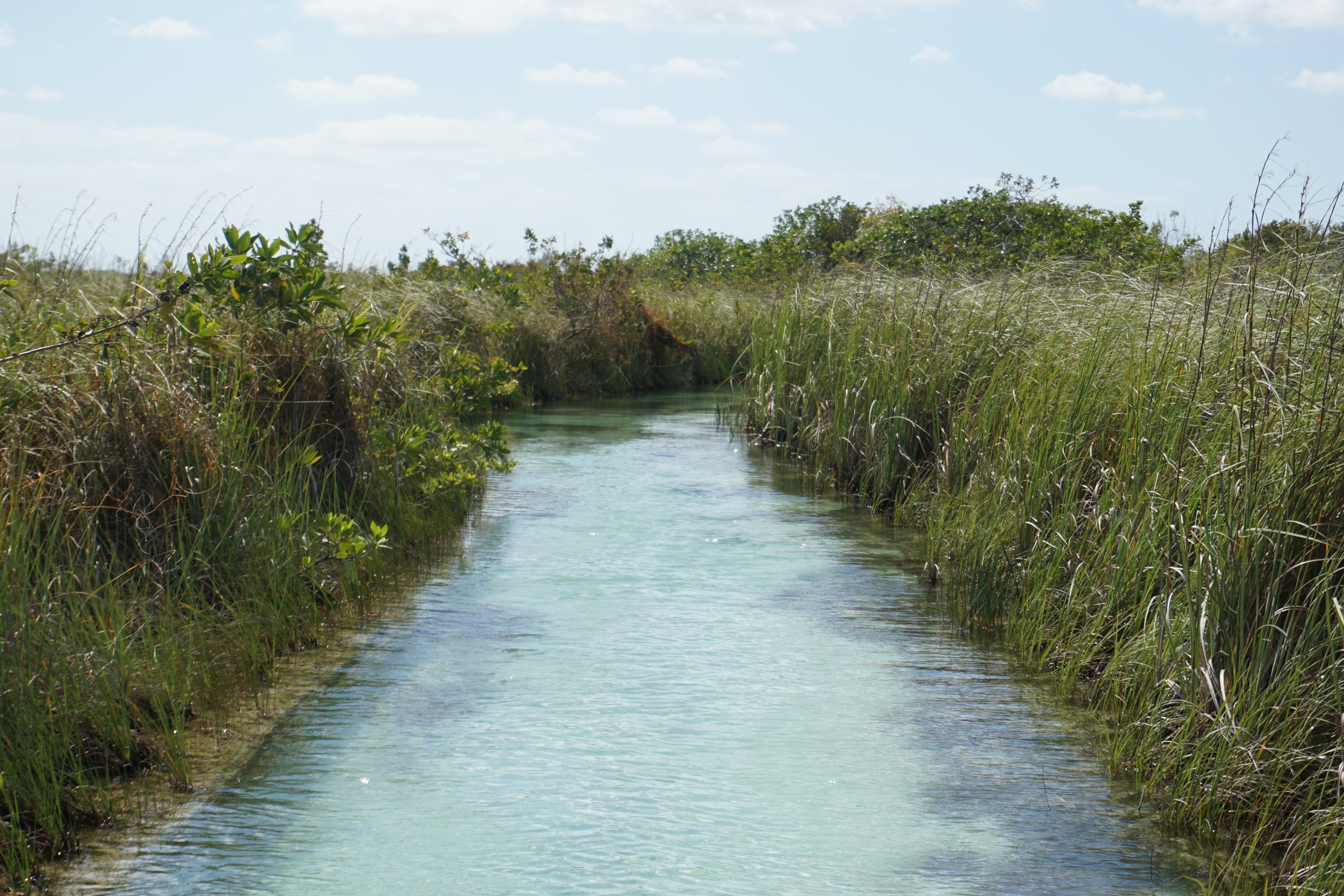 Mangrove de Sian Ka'an, Mexique