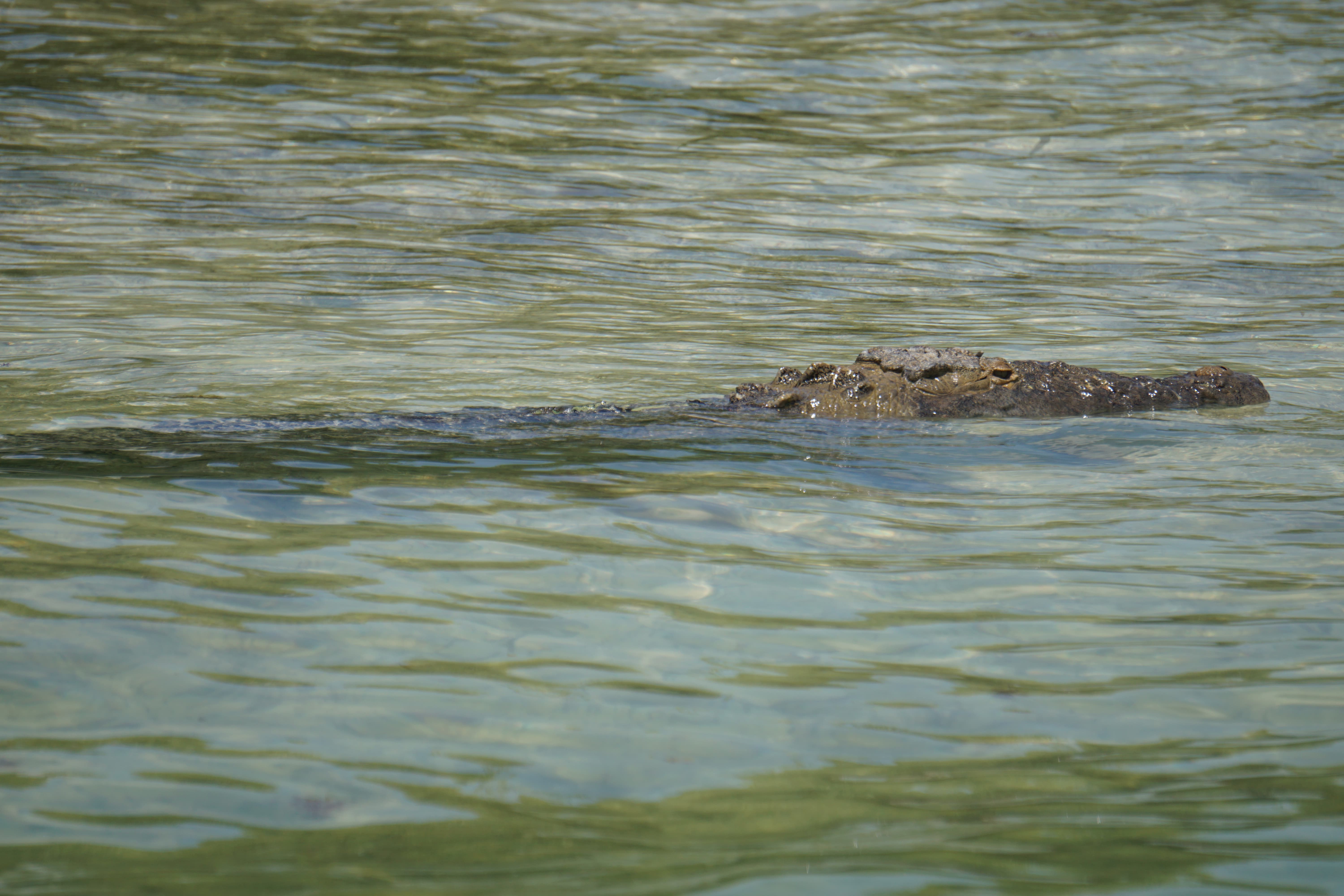 Crocodile, Sian Ka'an, Mexique