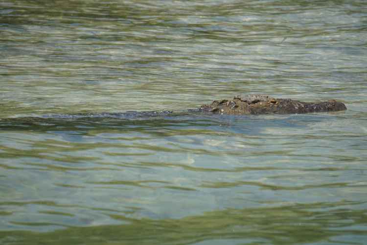 Crocodile, Sian Ka'an, Mexique