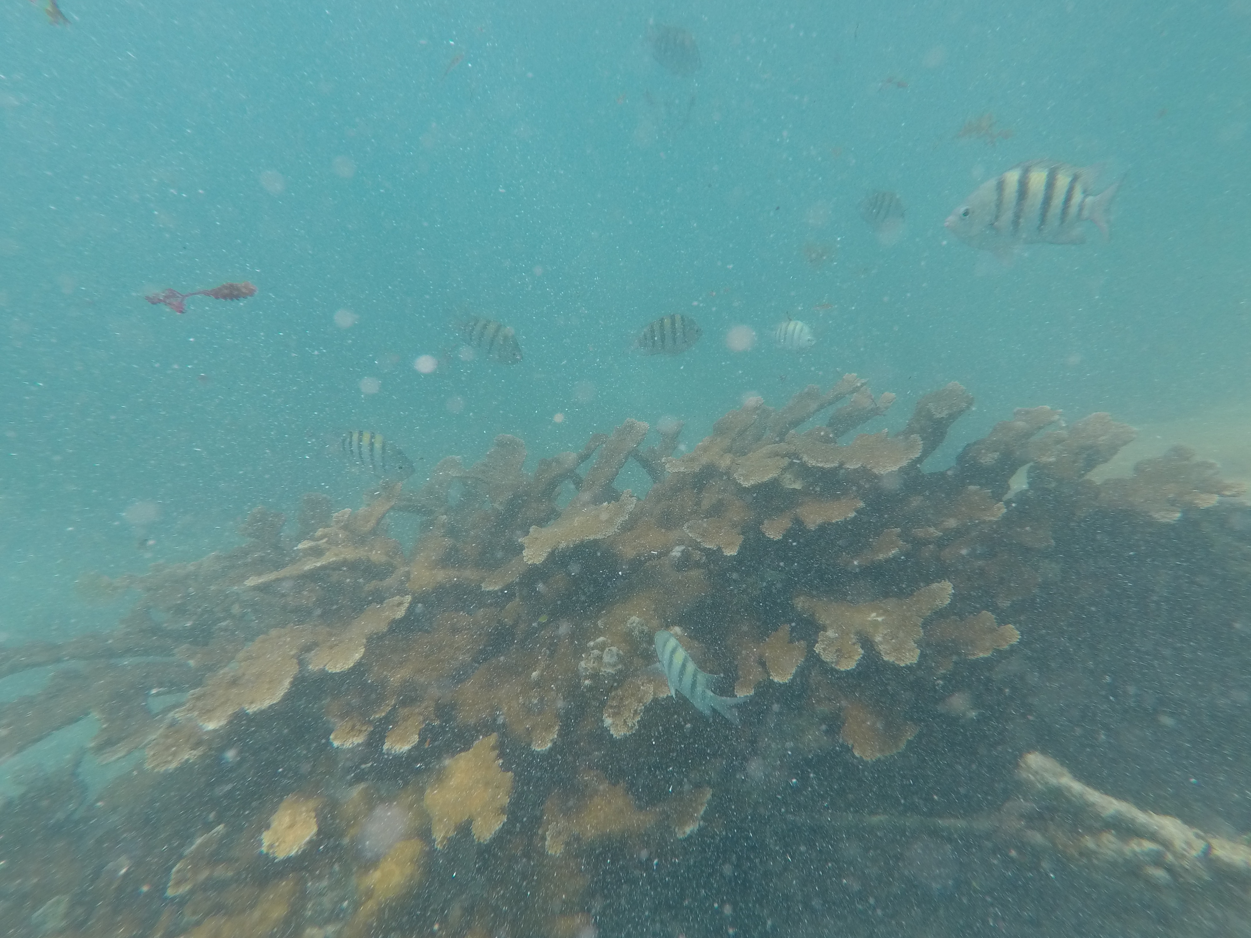 Plongée, Isla mujeres, Mexique