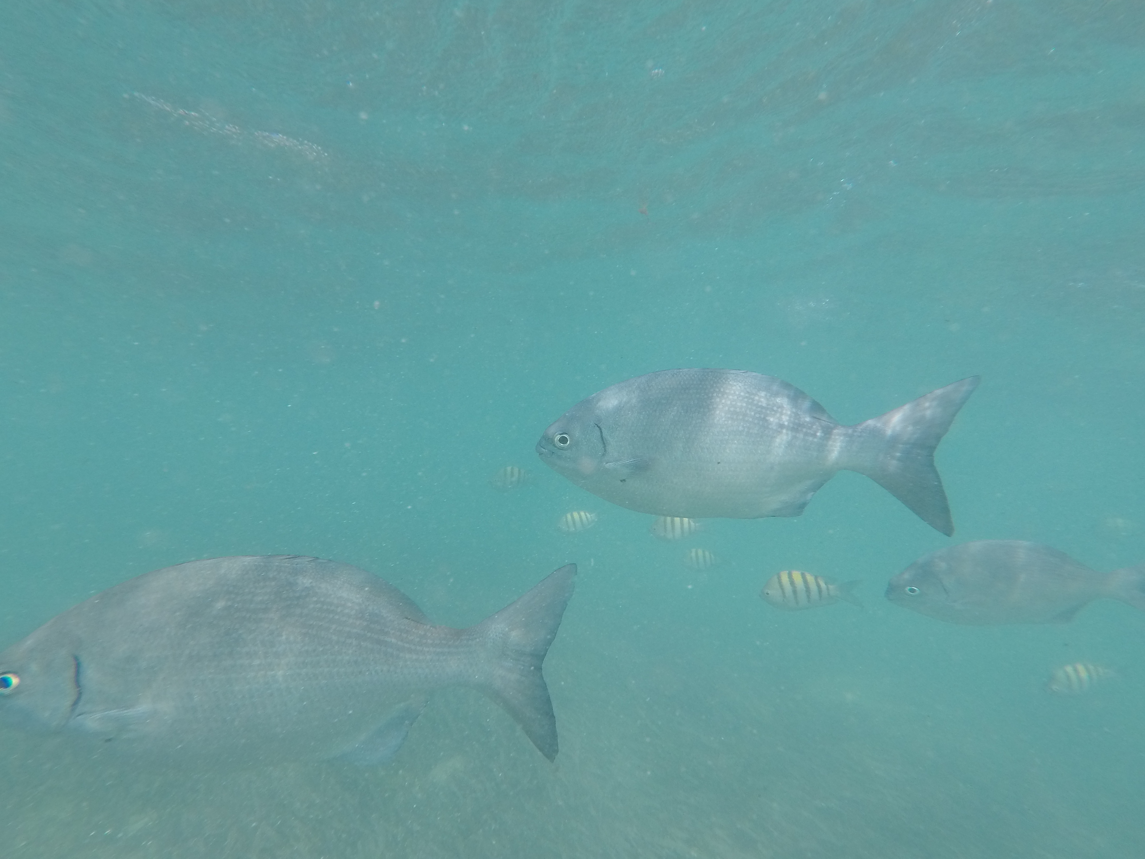 Snorkeling, Isla mujeres, Mexique