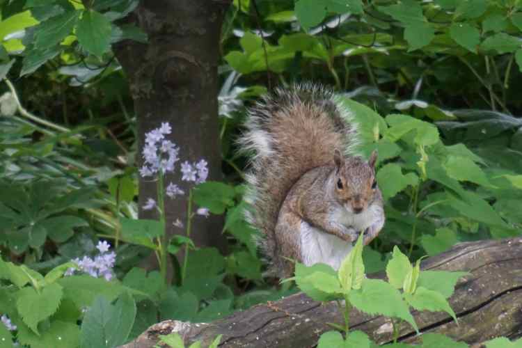 Ecureuil, Central Park, New York