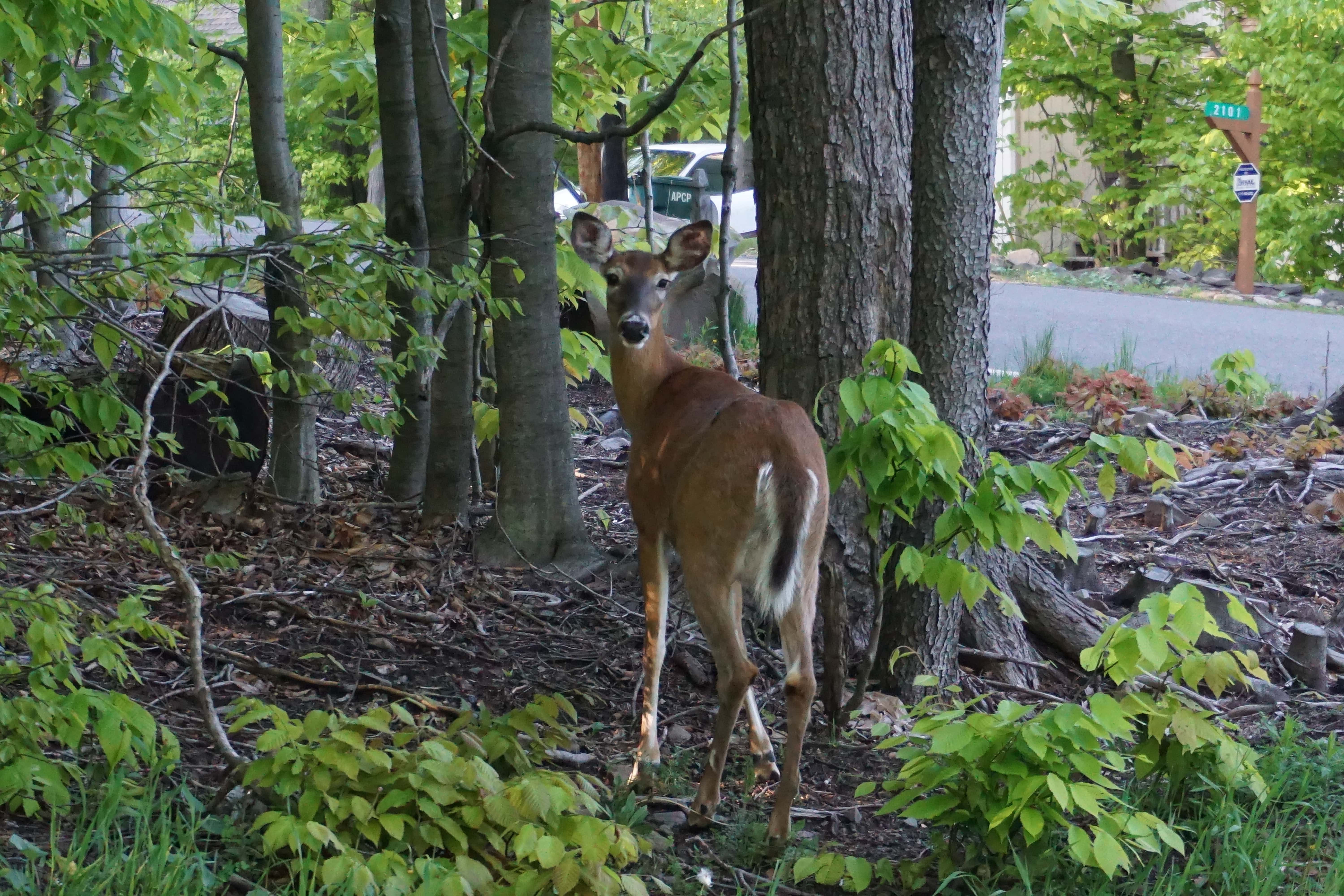 Biche, Pocono Mountain, Pennsylvanie