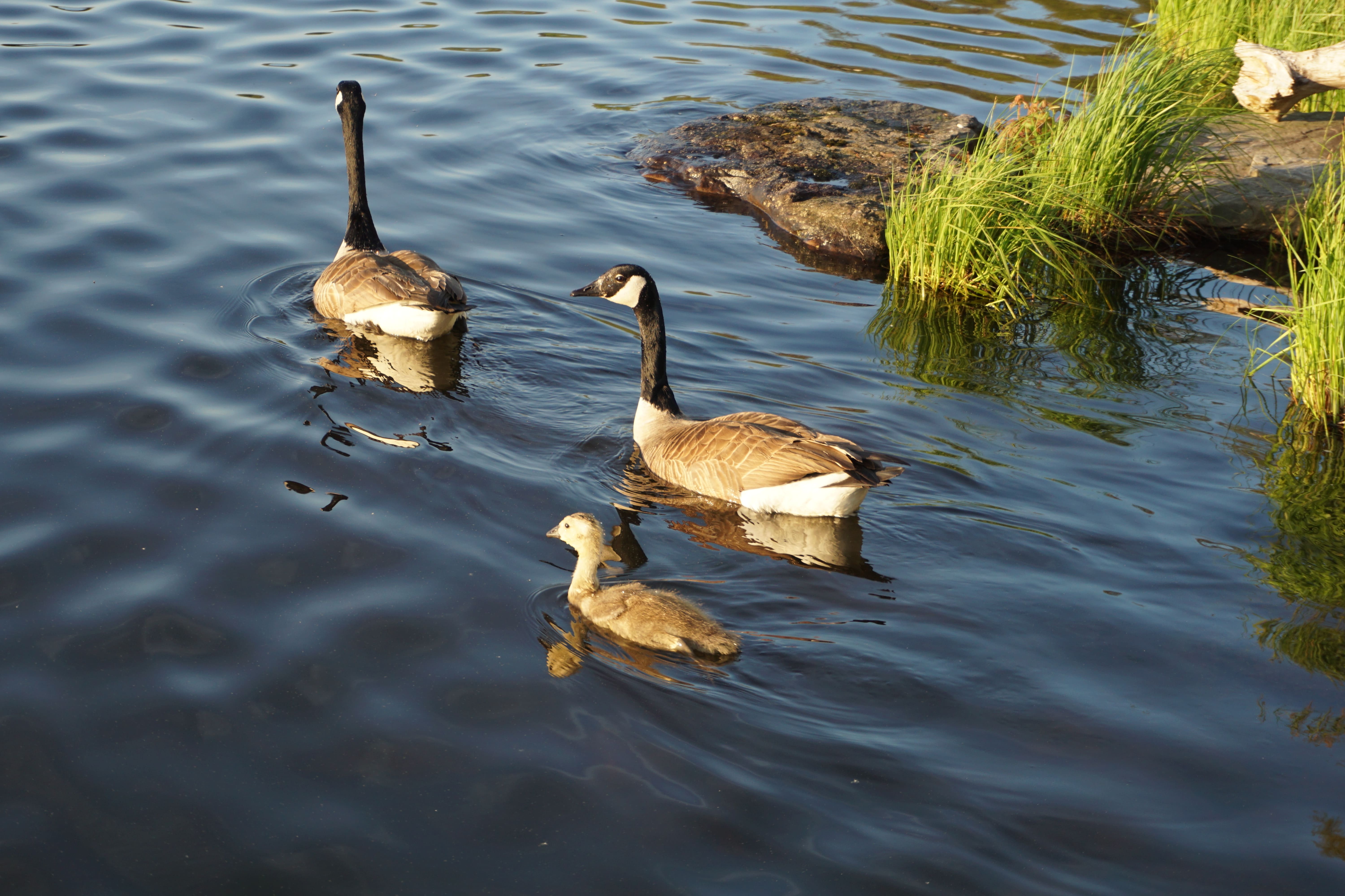 Canard, Pocono Mountain, Pennsylvanie