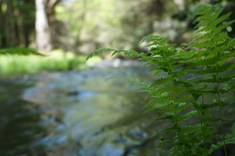 Nature Little Falls Trail, Pocono Mountain, Pennsylvanie
